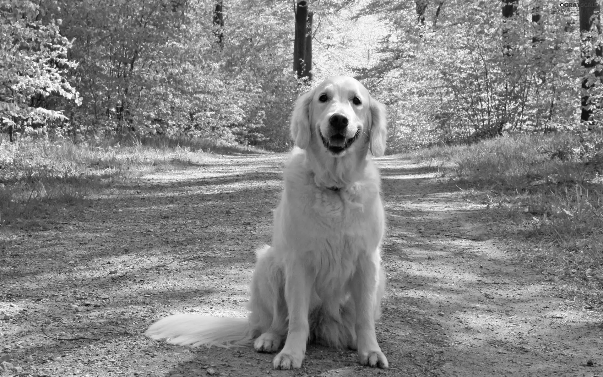 dog, Way, Golden Retriever, forest