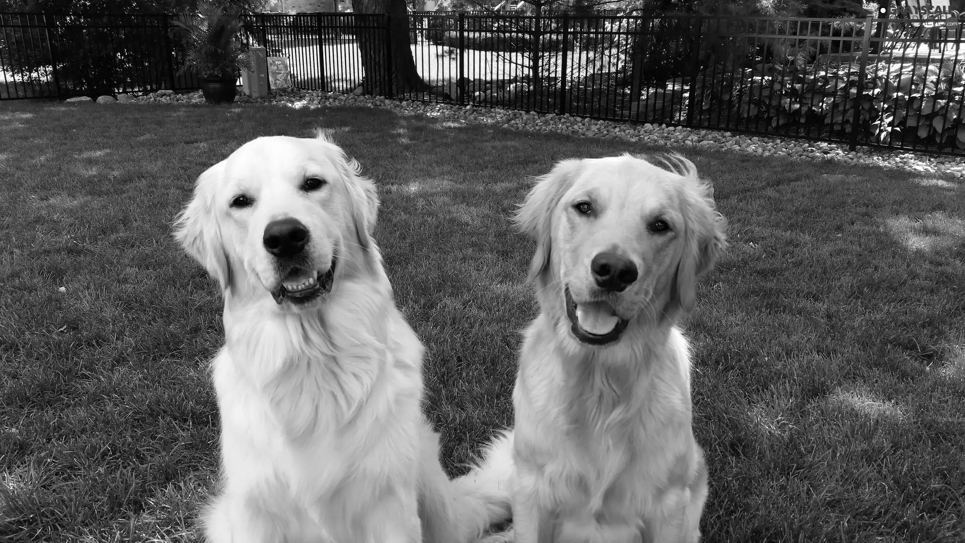 Dogs, golden