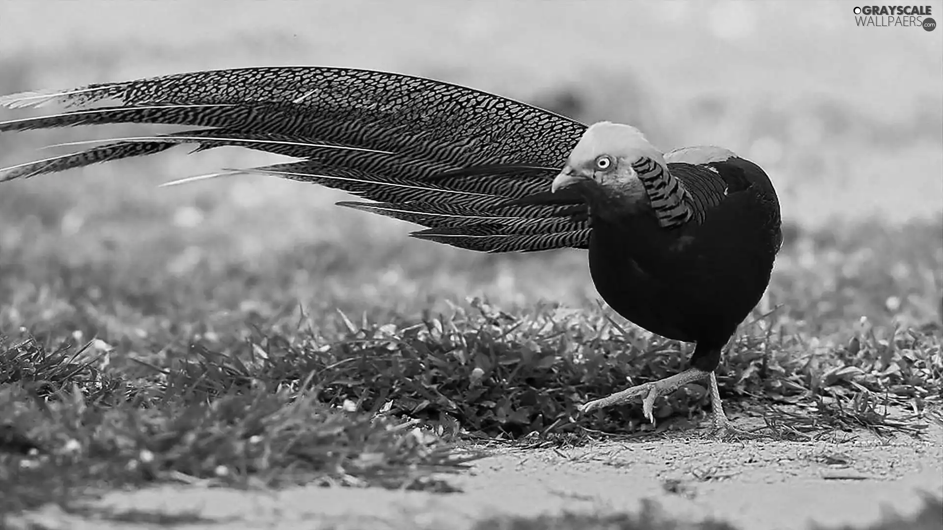 Golden Pheasant, grass