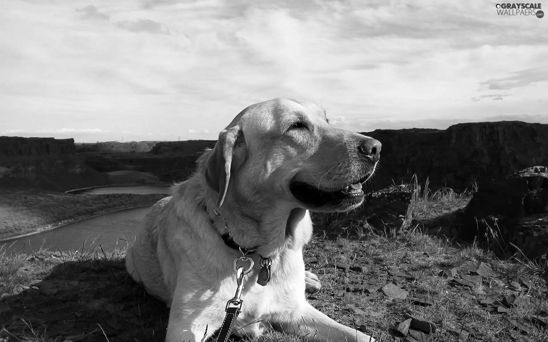 dog, Labrador Retriever