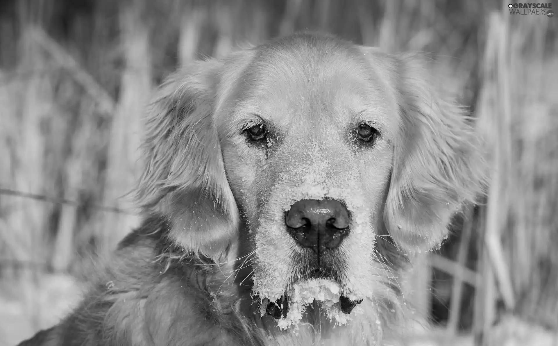 muzzle, dog, Golden Retriever