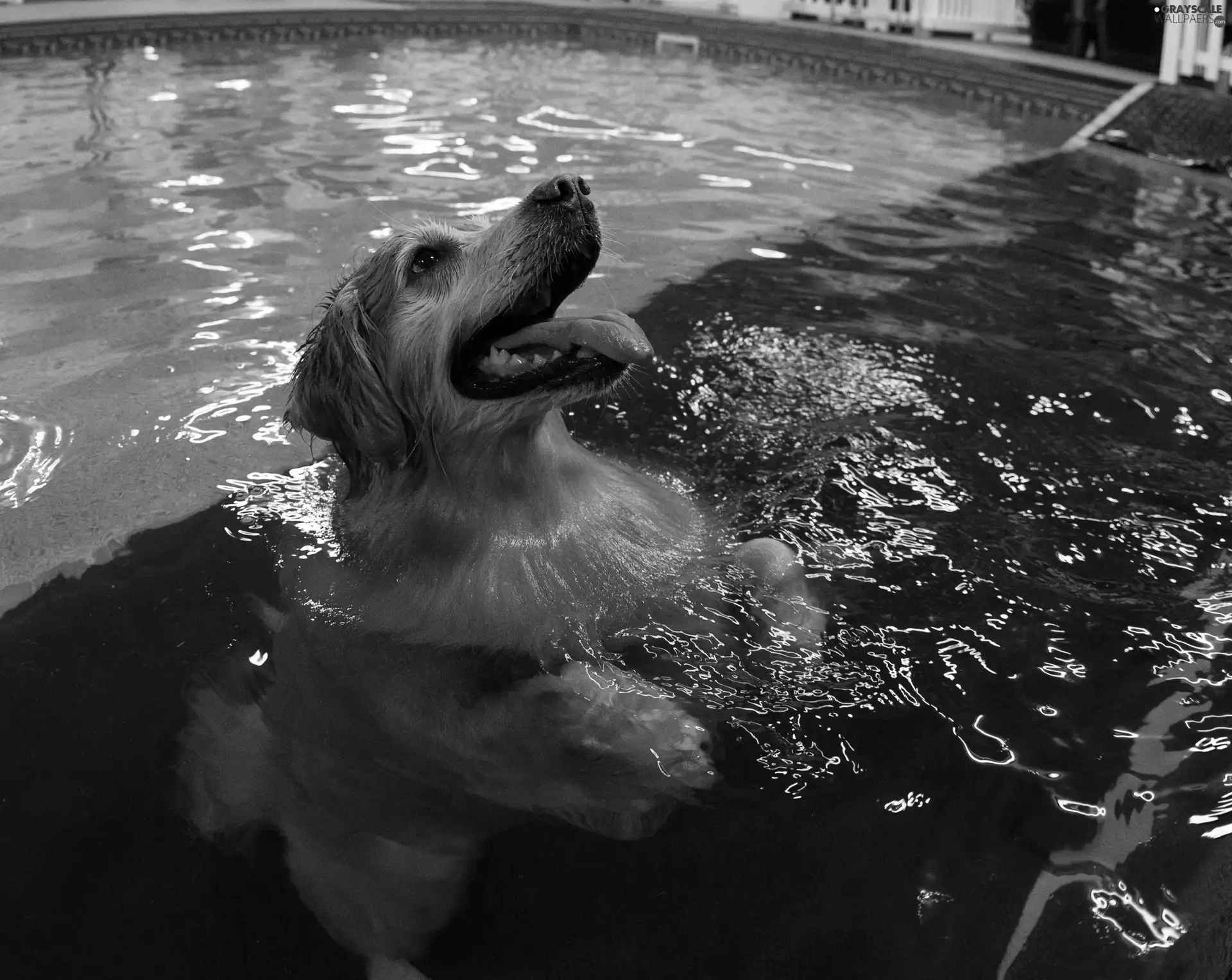 Pool, swimming, Golden Retriever