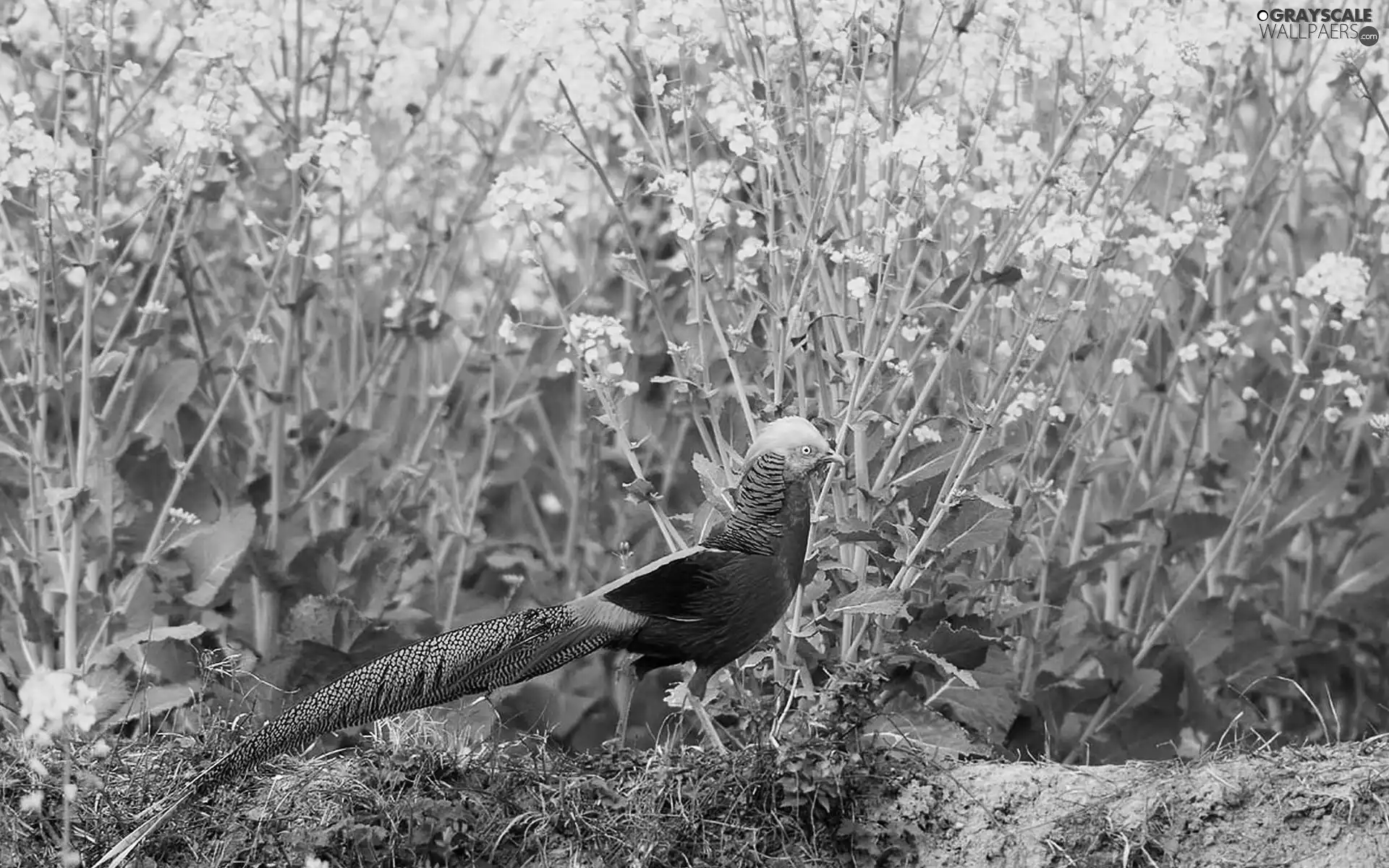 Golden Pheasant, rape