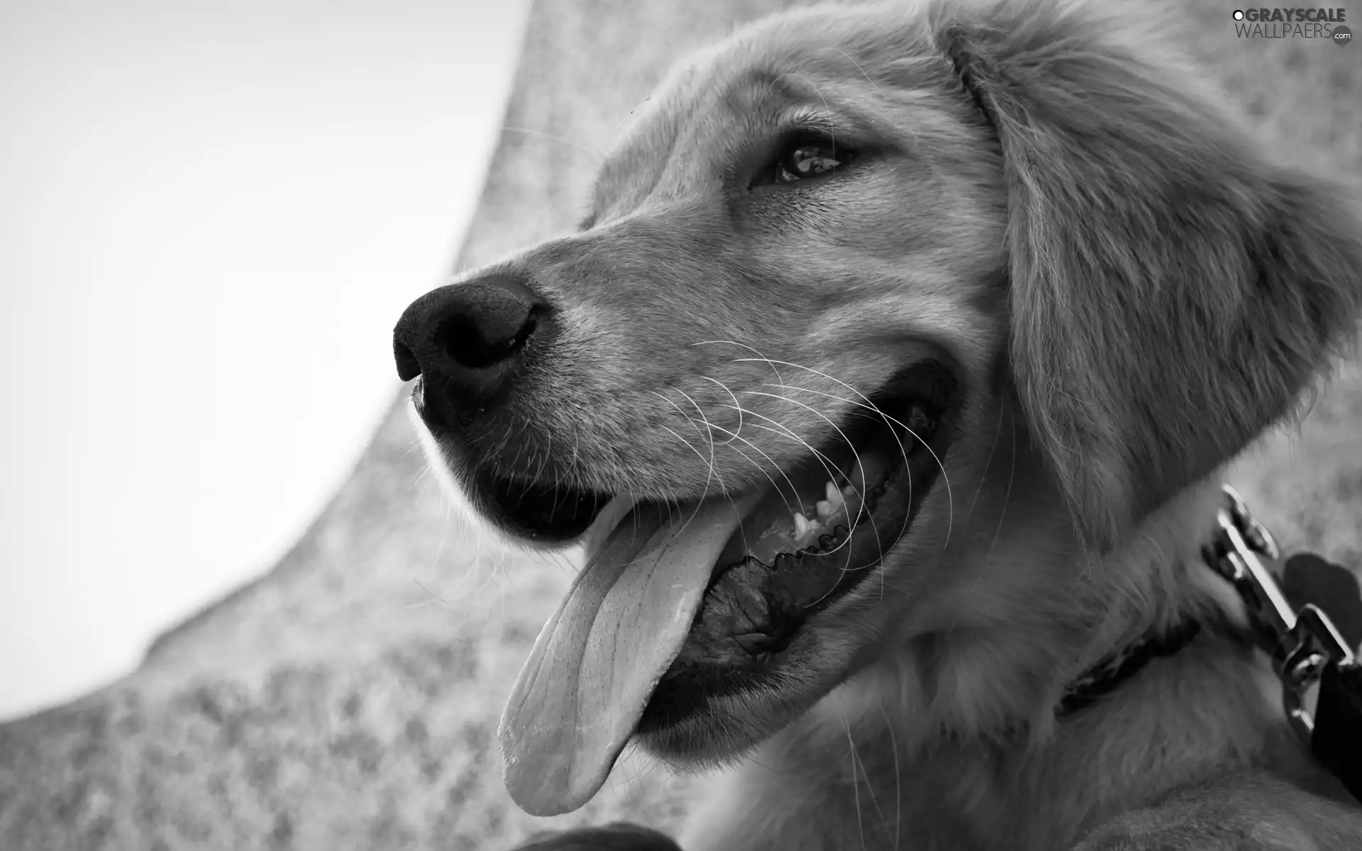 Golden Retriever, Tounge