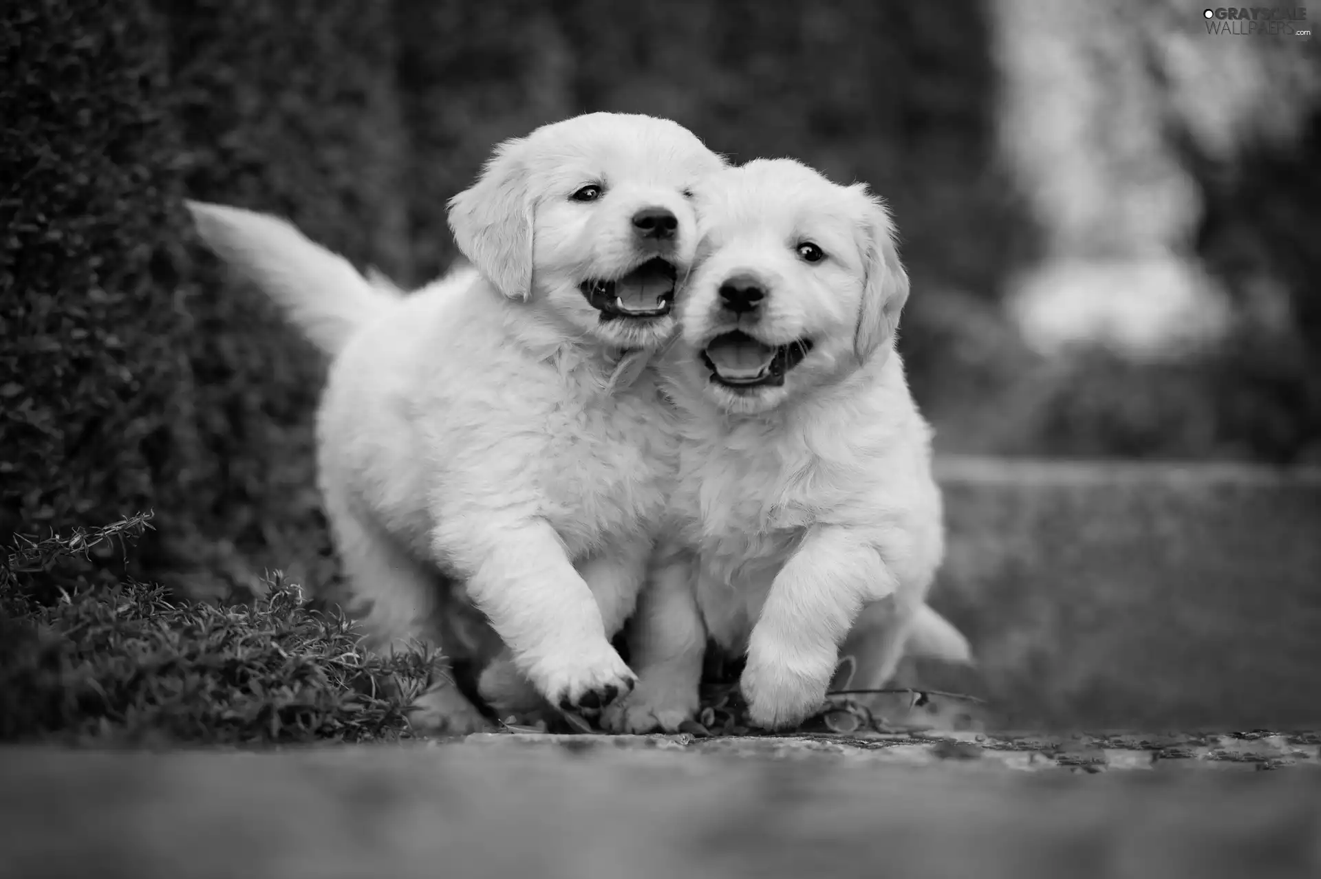 puppies, Dogs, Golden Retrievery, Two cars