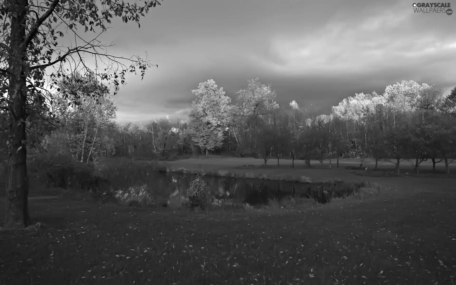 Golden, storm, viewes, Pond - car, trees, Sky