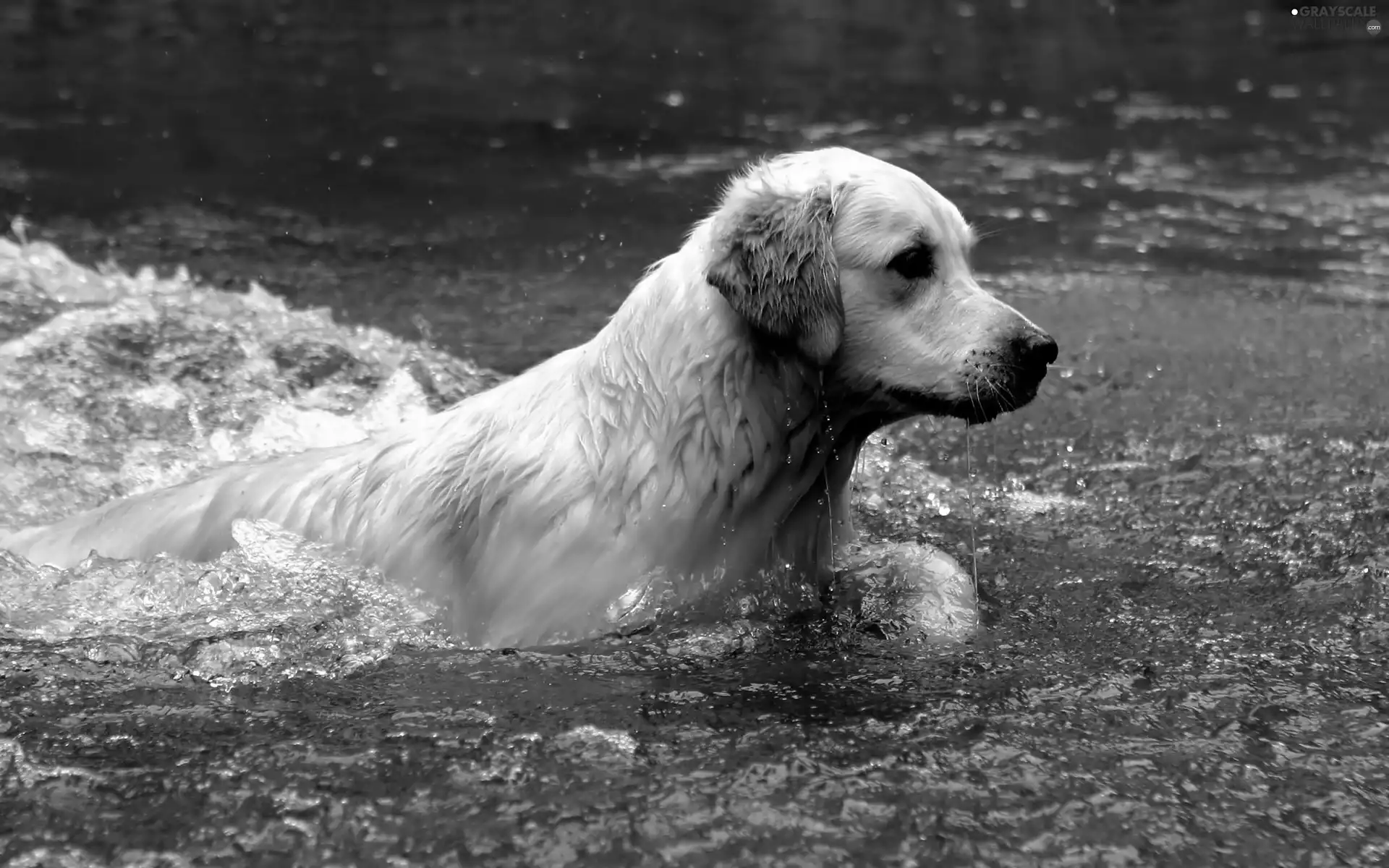 wet, golden