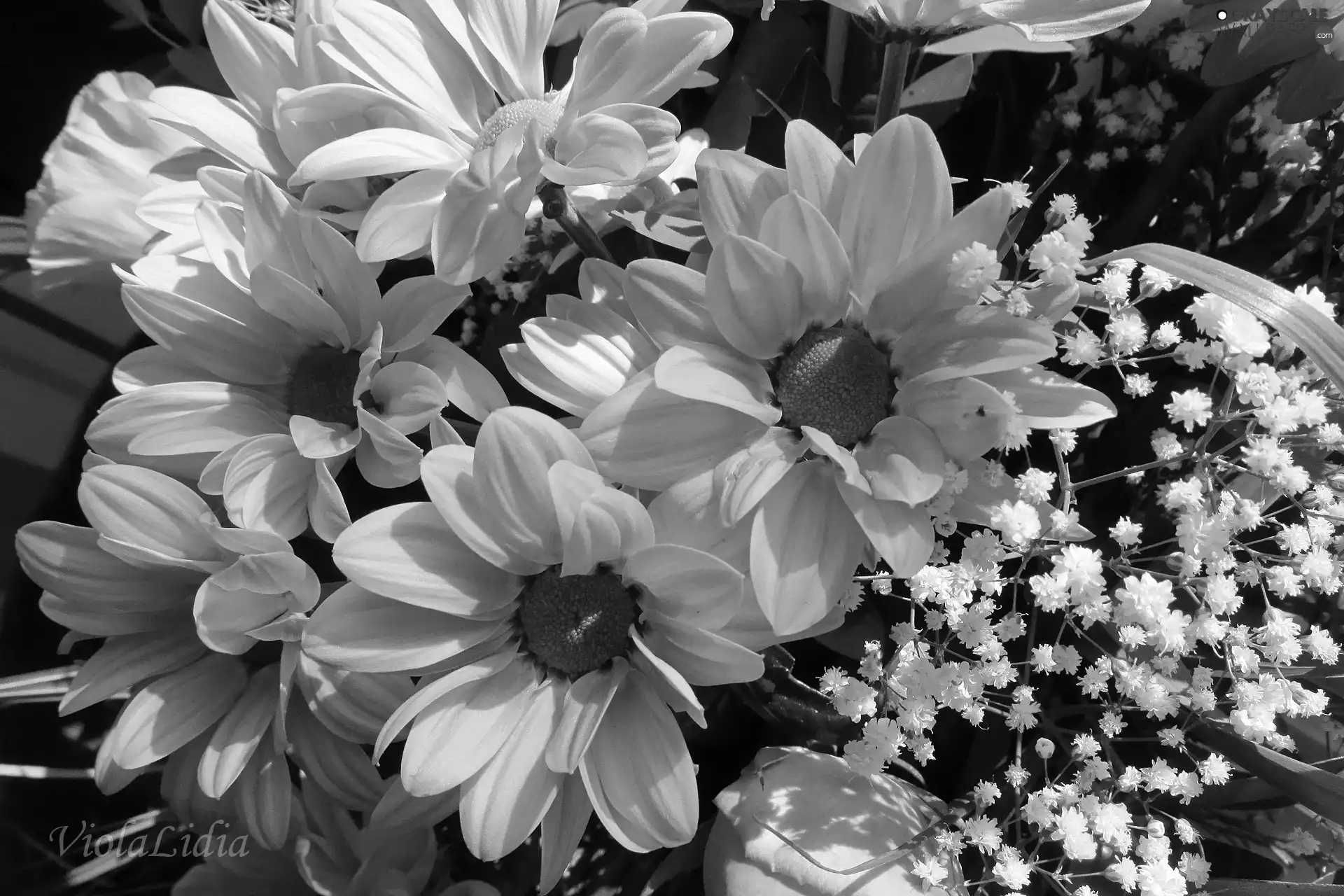 chrysanthemum