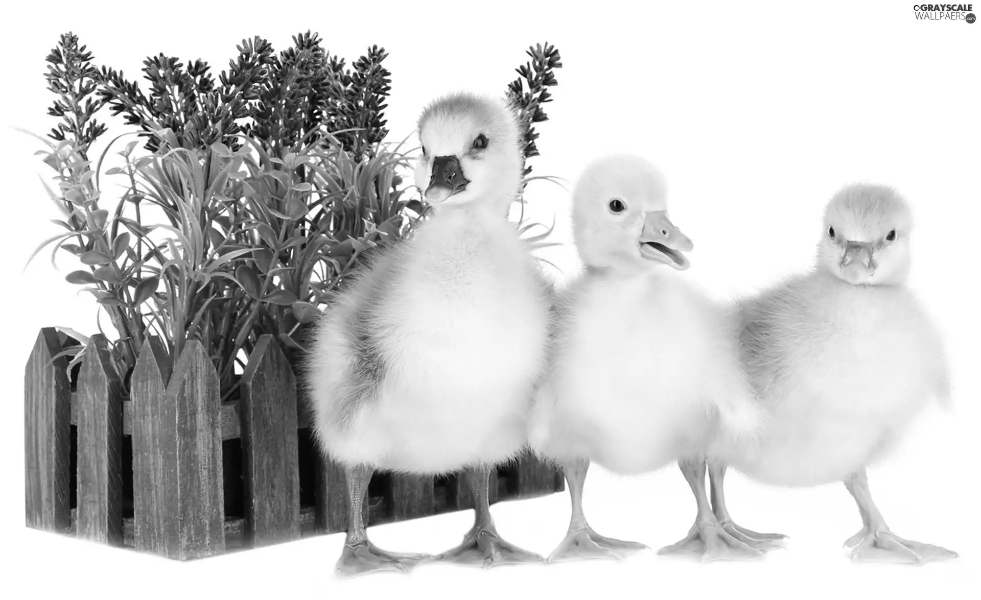 ducks, Hurdle, goose, Flowers