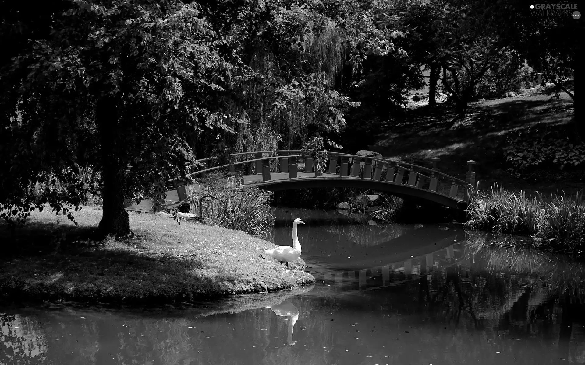 Park, bridges, Swans, River