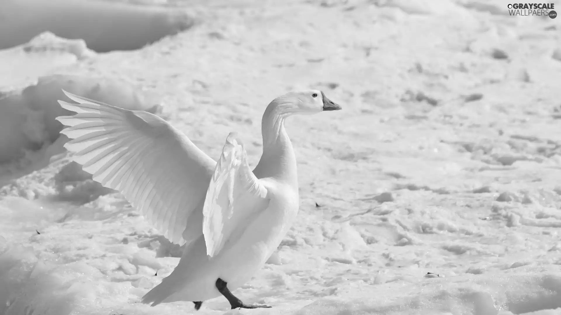 goose, winter, snow