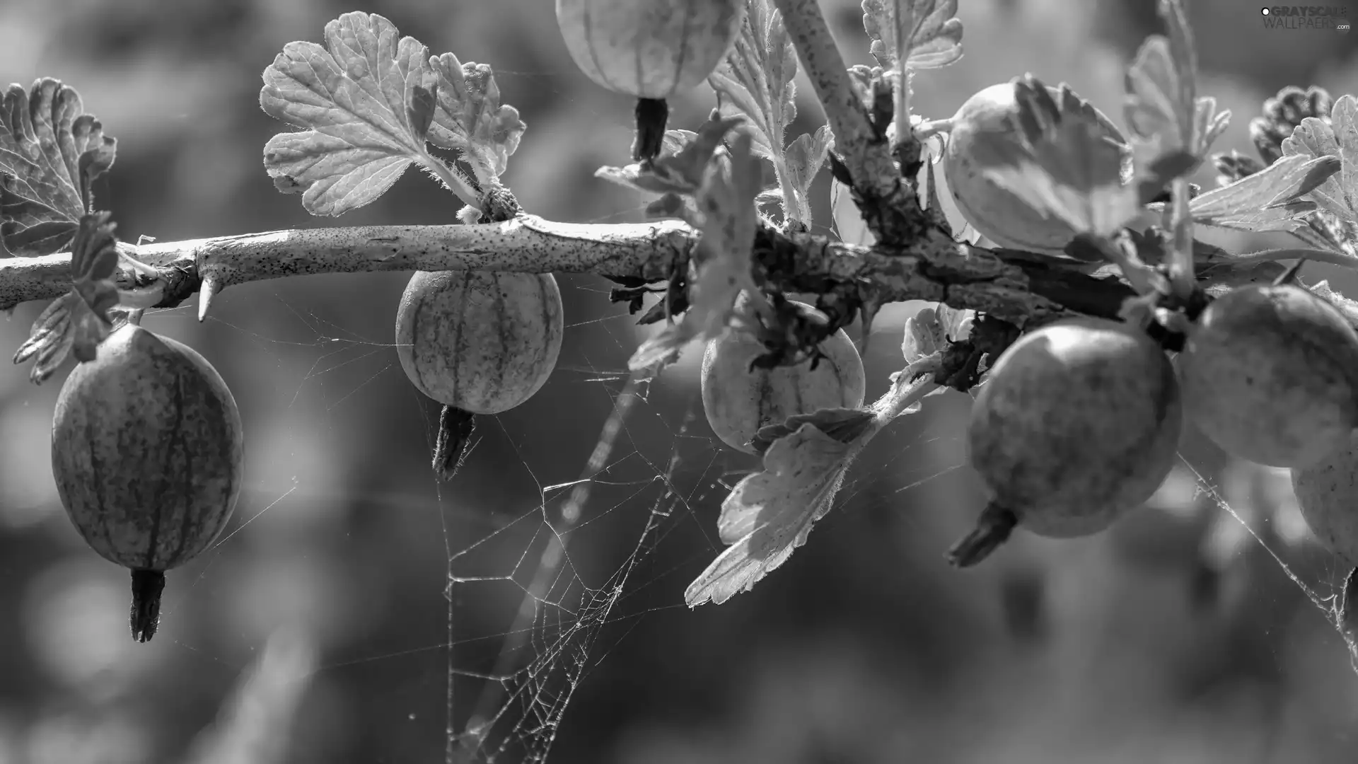 Fruits, twig, Web, gooseberry