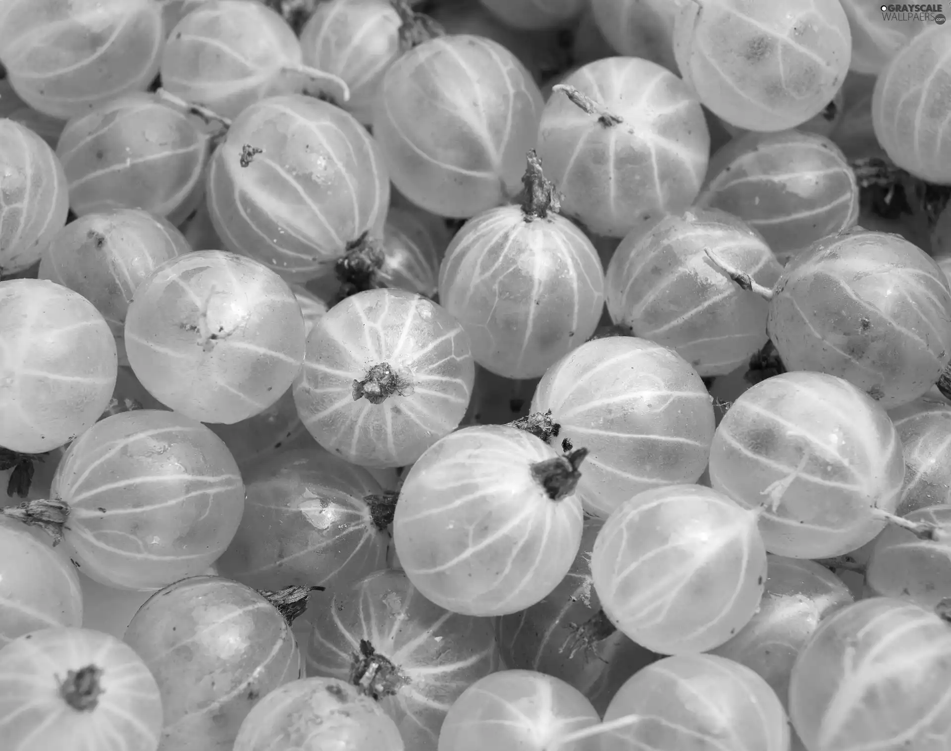 Fruits, gooseberry