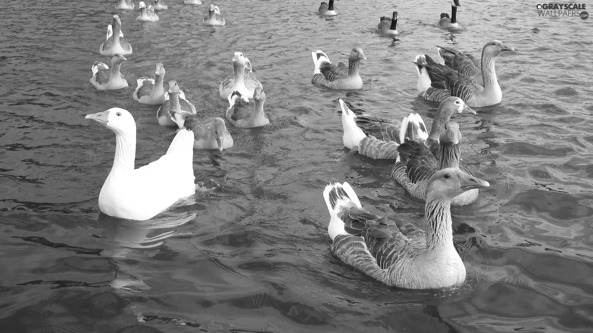 water, gooses