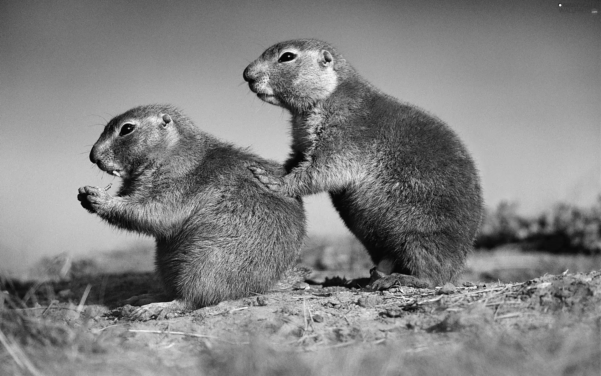 grass, Two cars, Gophers