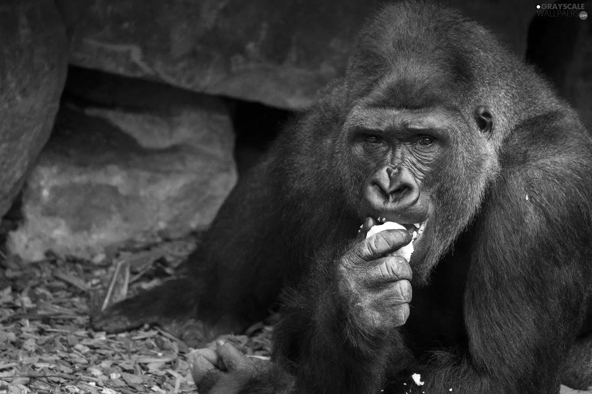 eating, gorilla