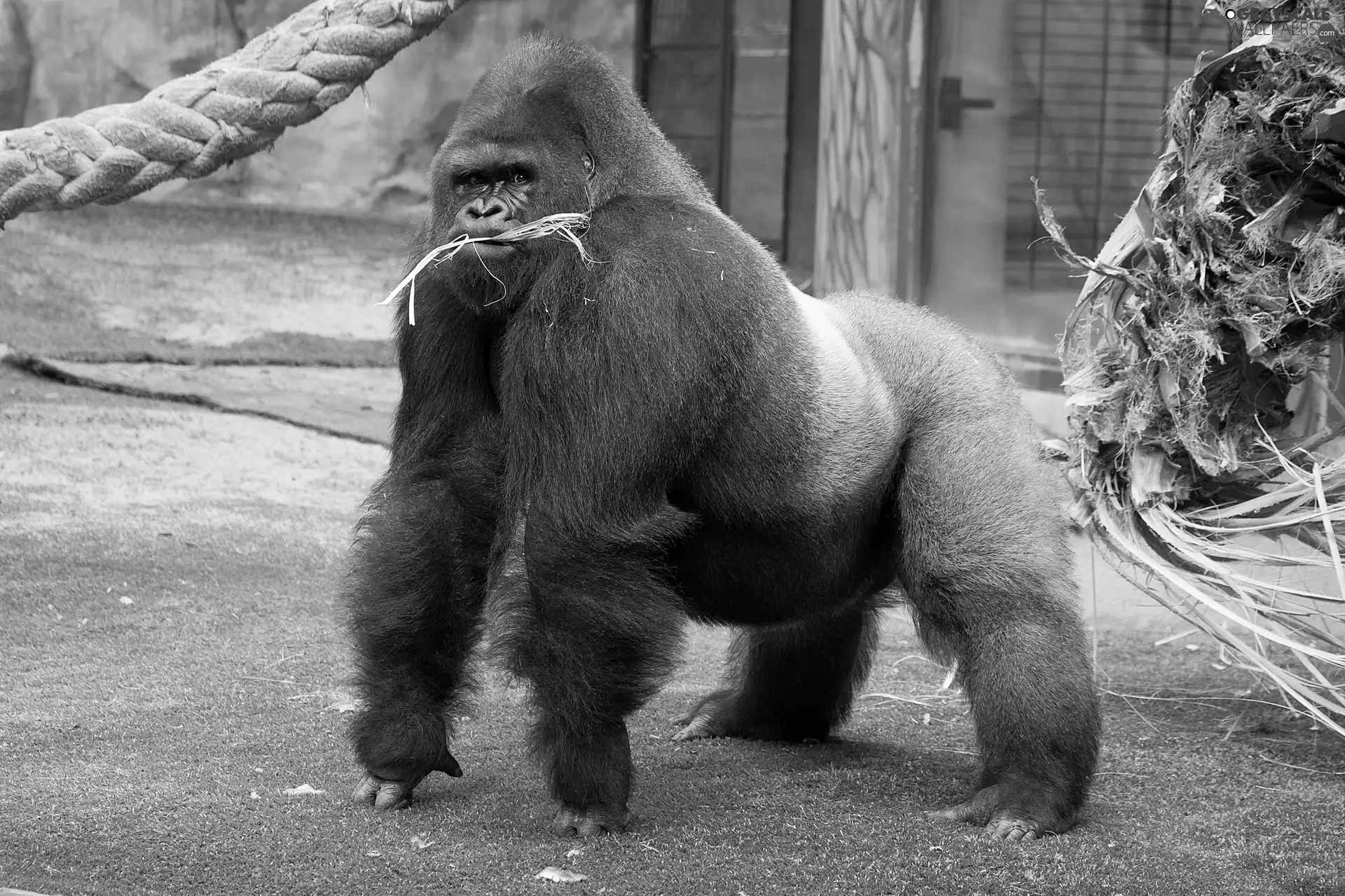 handsome, gorilla