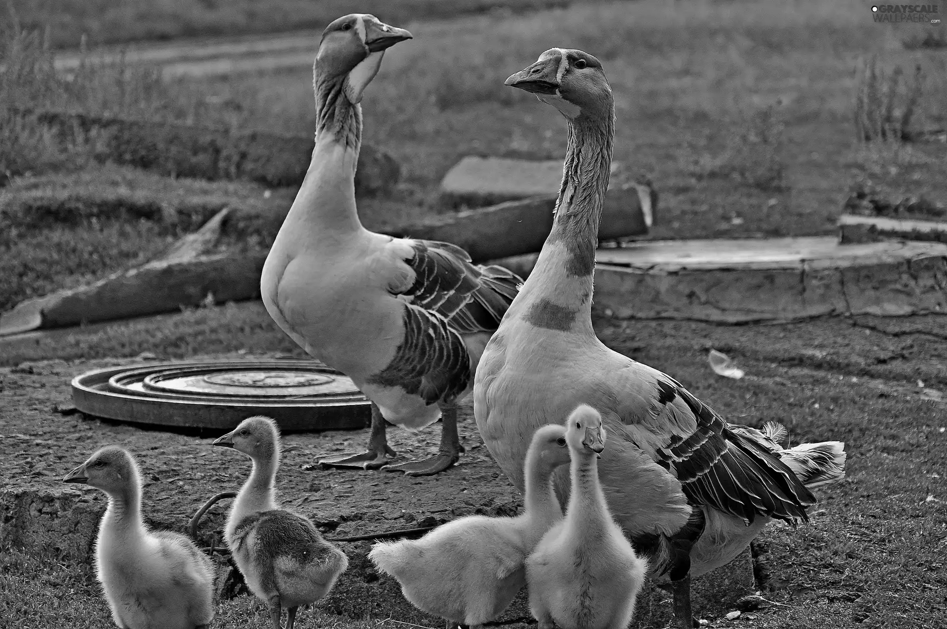 adult, little doggies, goslings, geese