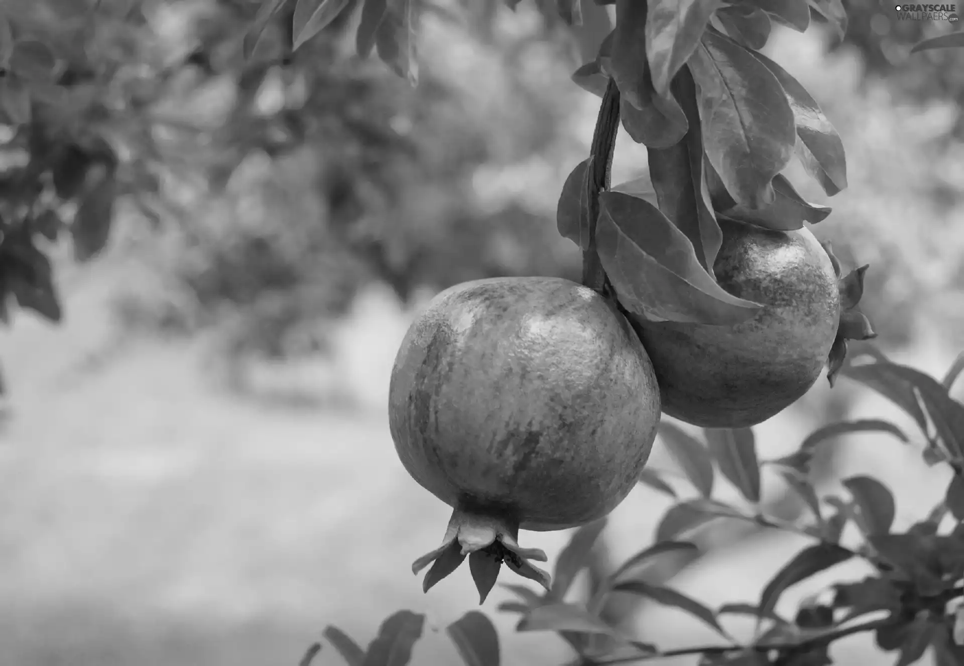 Garden, Fruits, Granatu, trees