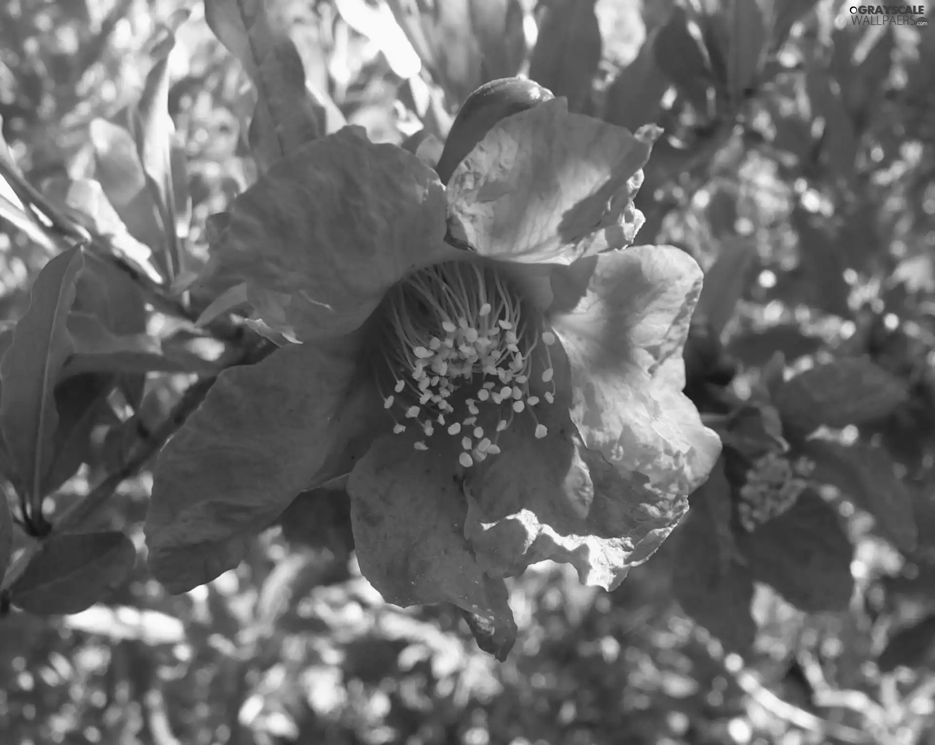 Punica, Colourfull Flowers, Granatu, Granatum