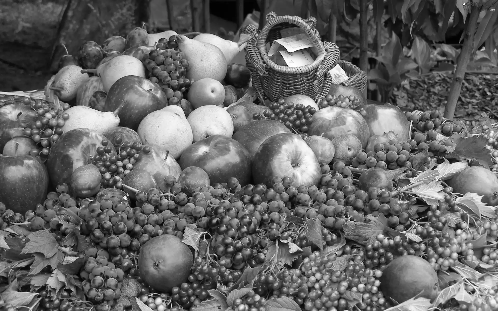 basket, harvest, truck concrete mixer, grape, apples