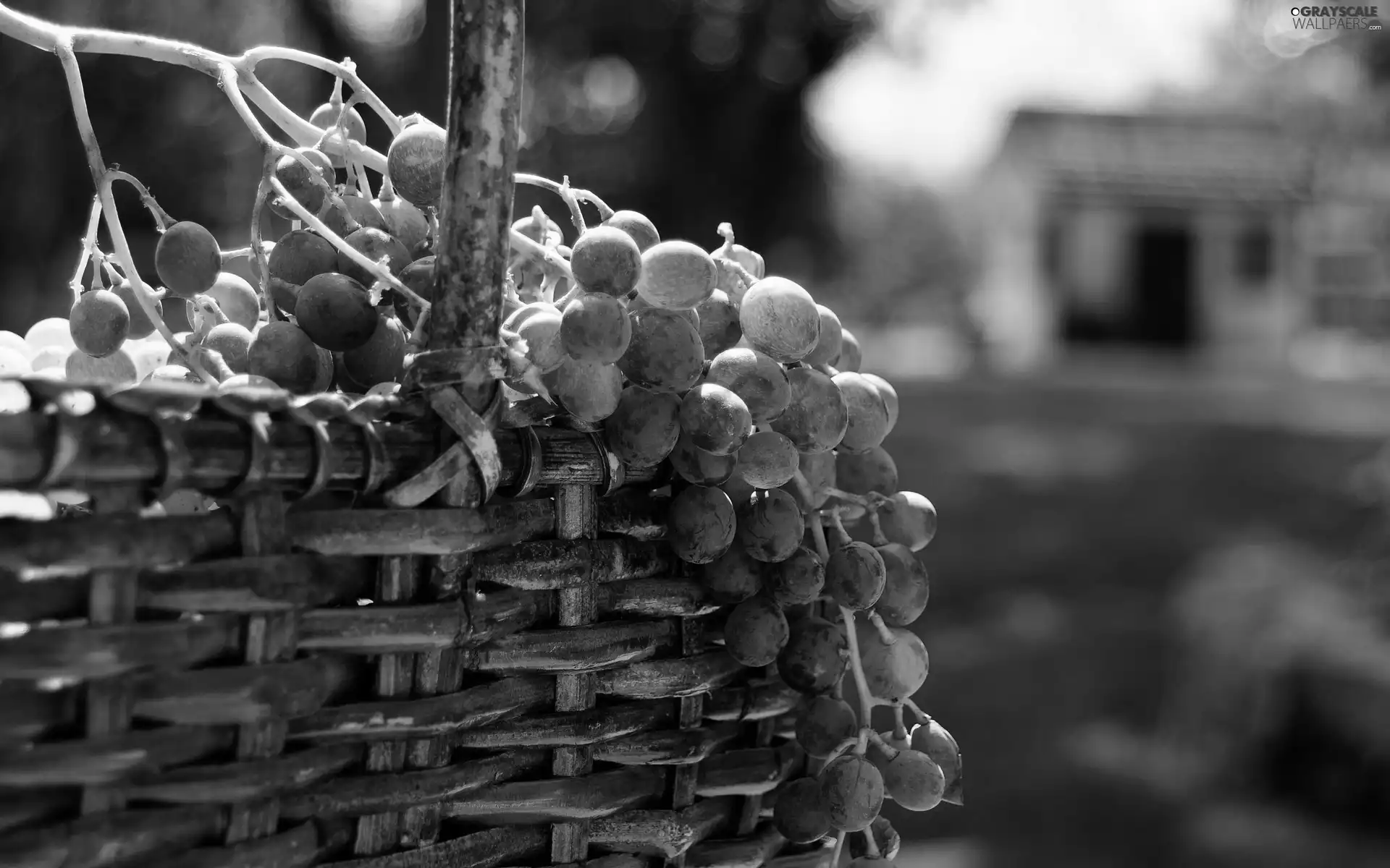 basket, Grapes