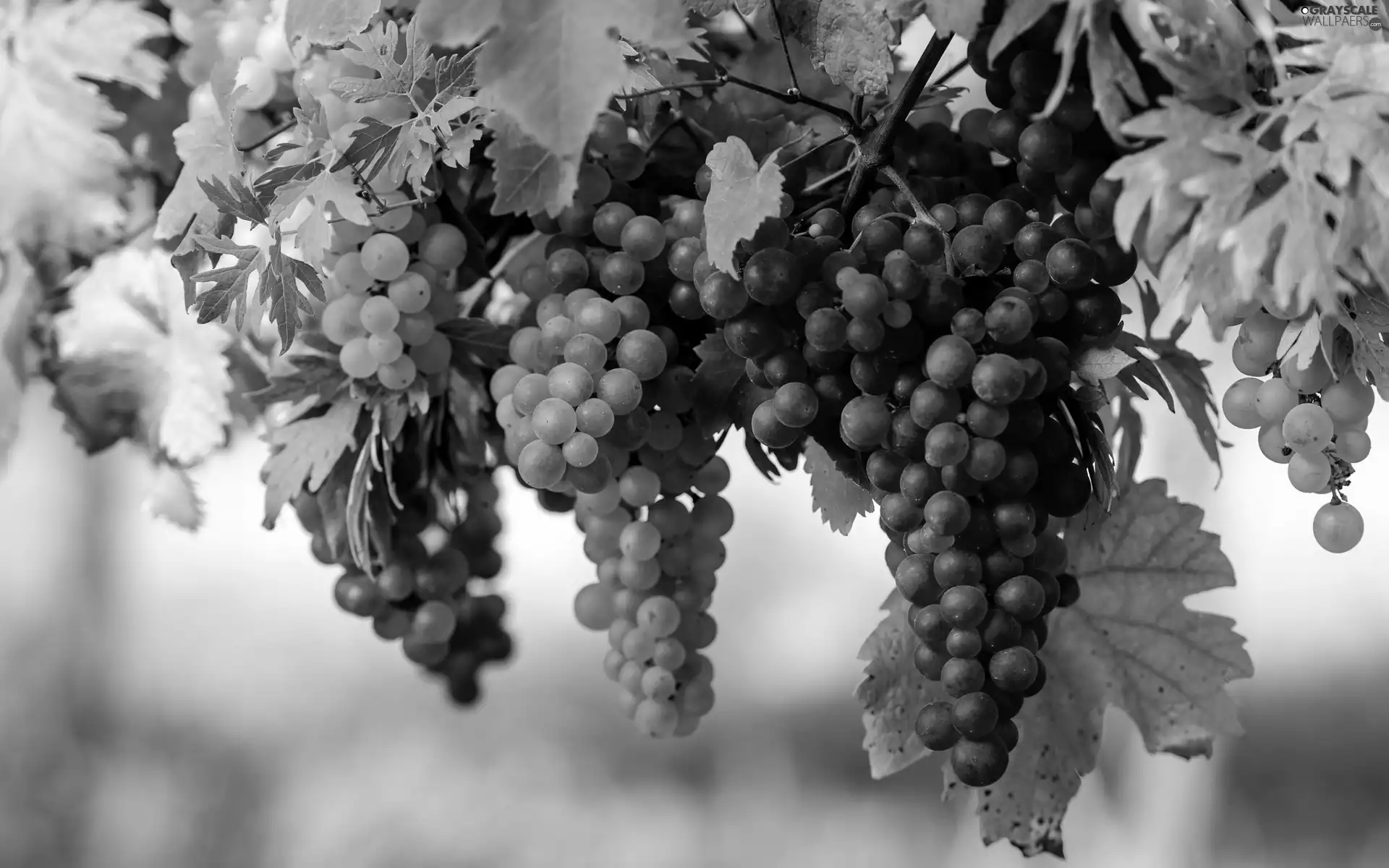 grapes, Mature, bunches