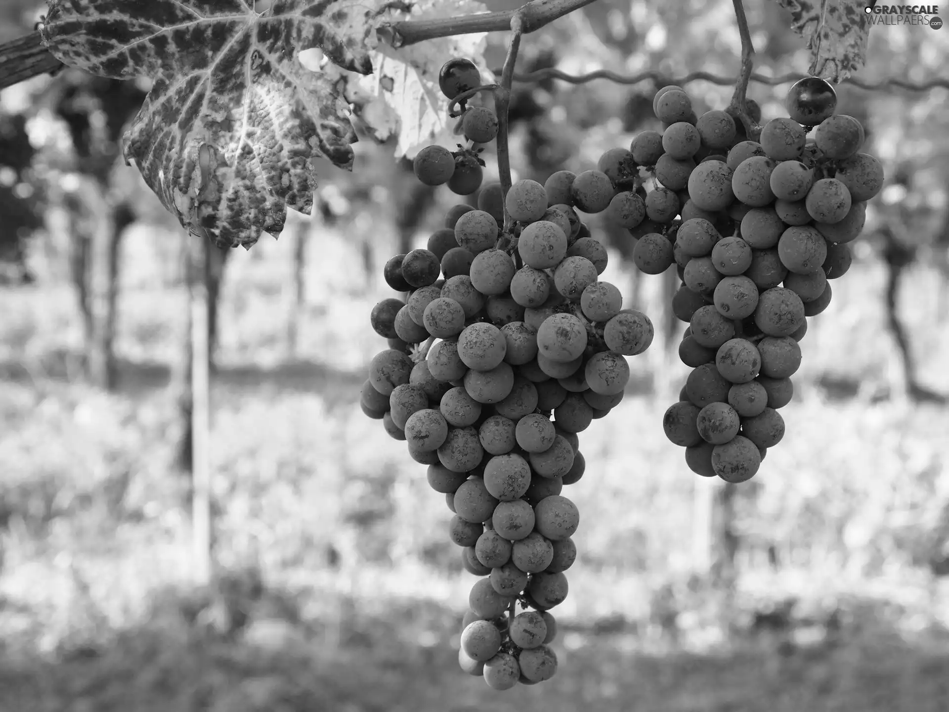 bunches, grapes