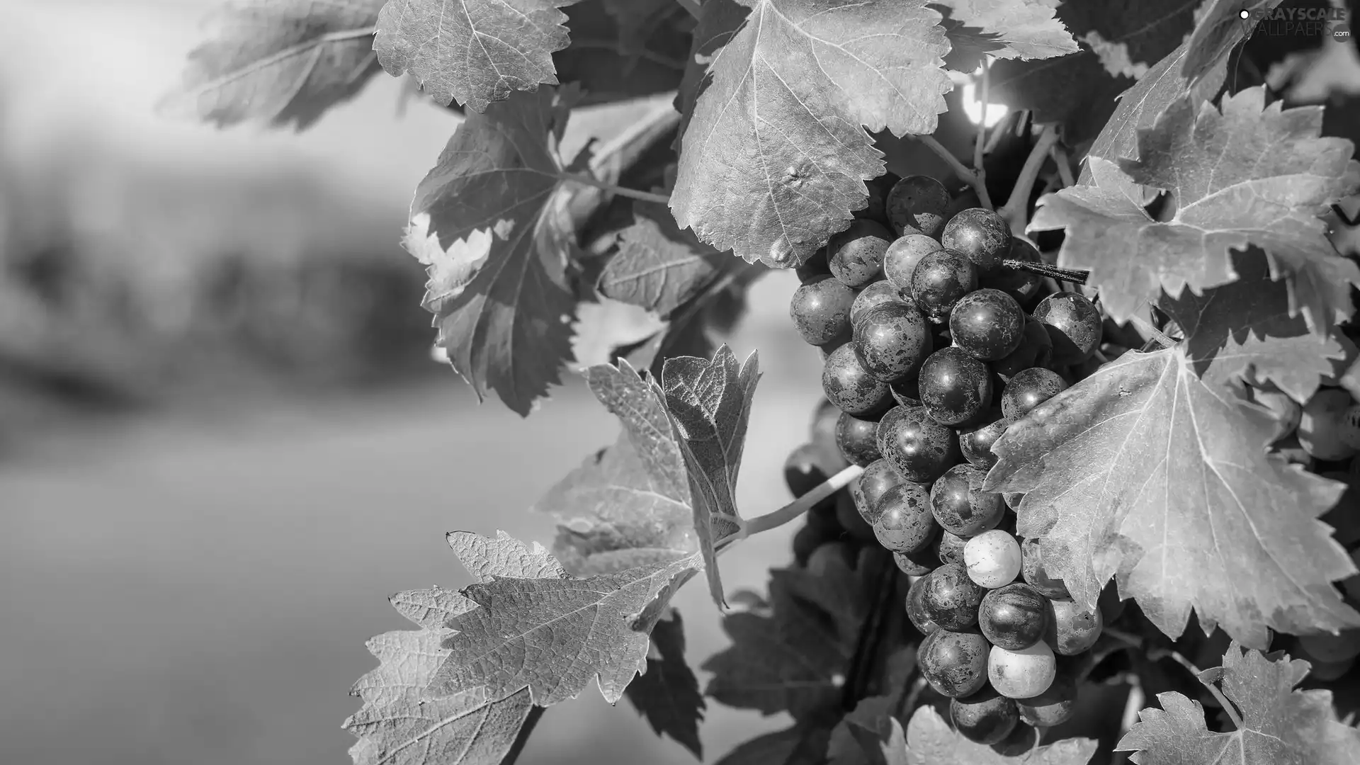 dark, spray, Leaf, Grapes