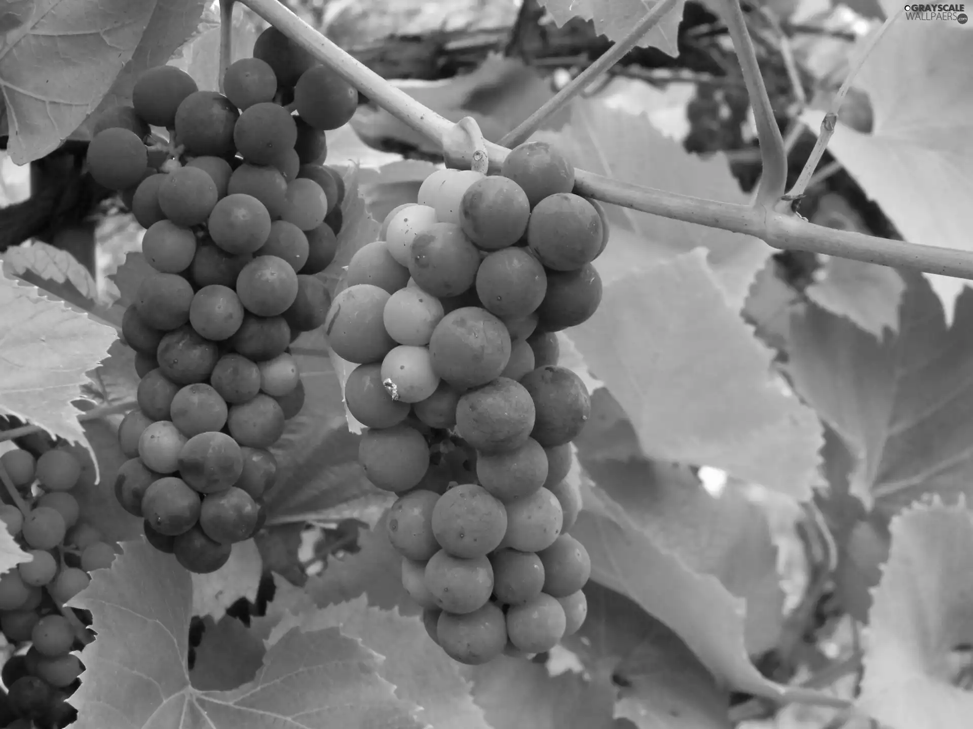 Grapes, maturing, dark