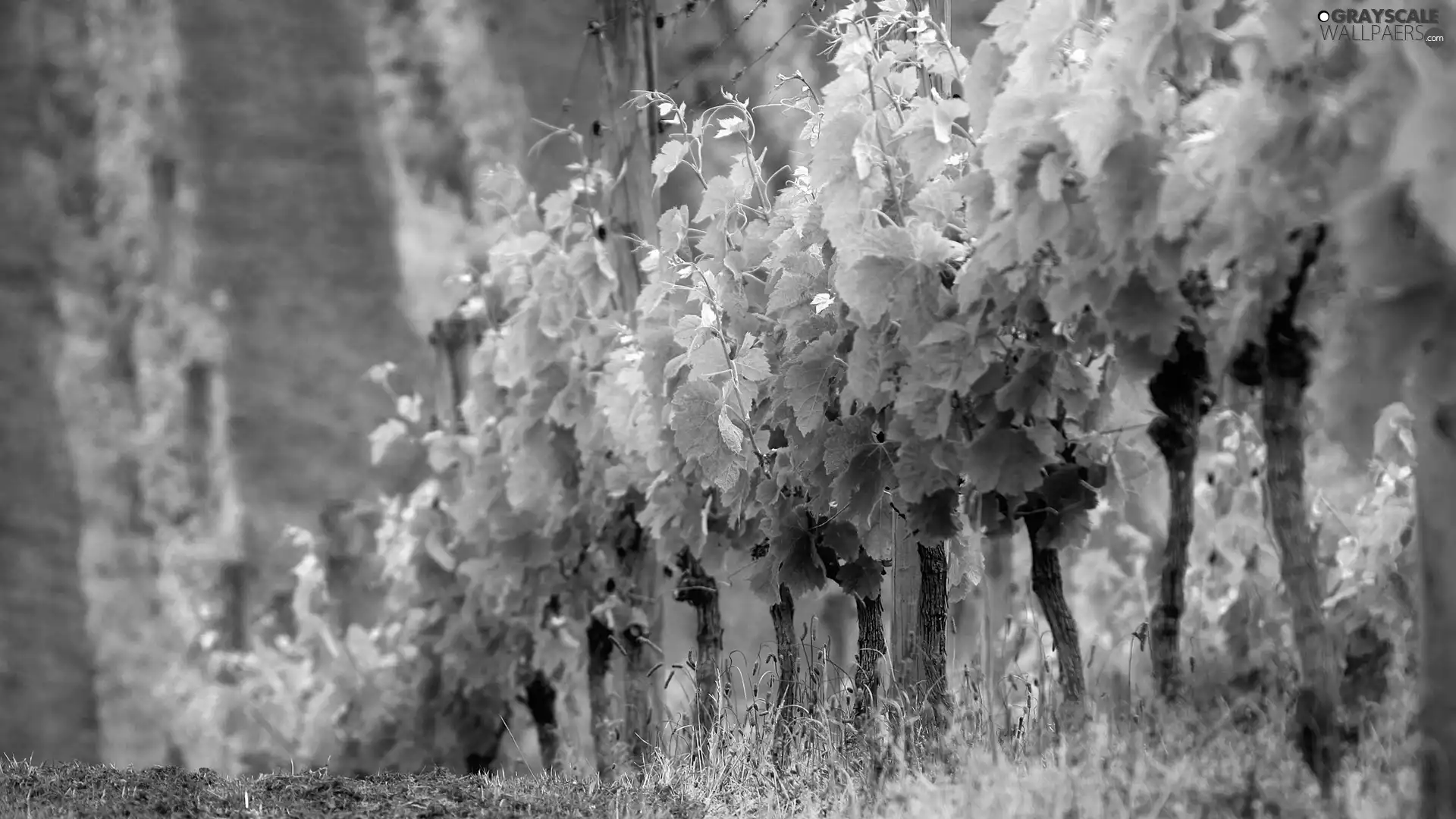 plantation, grapes