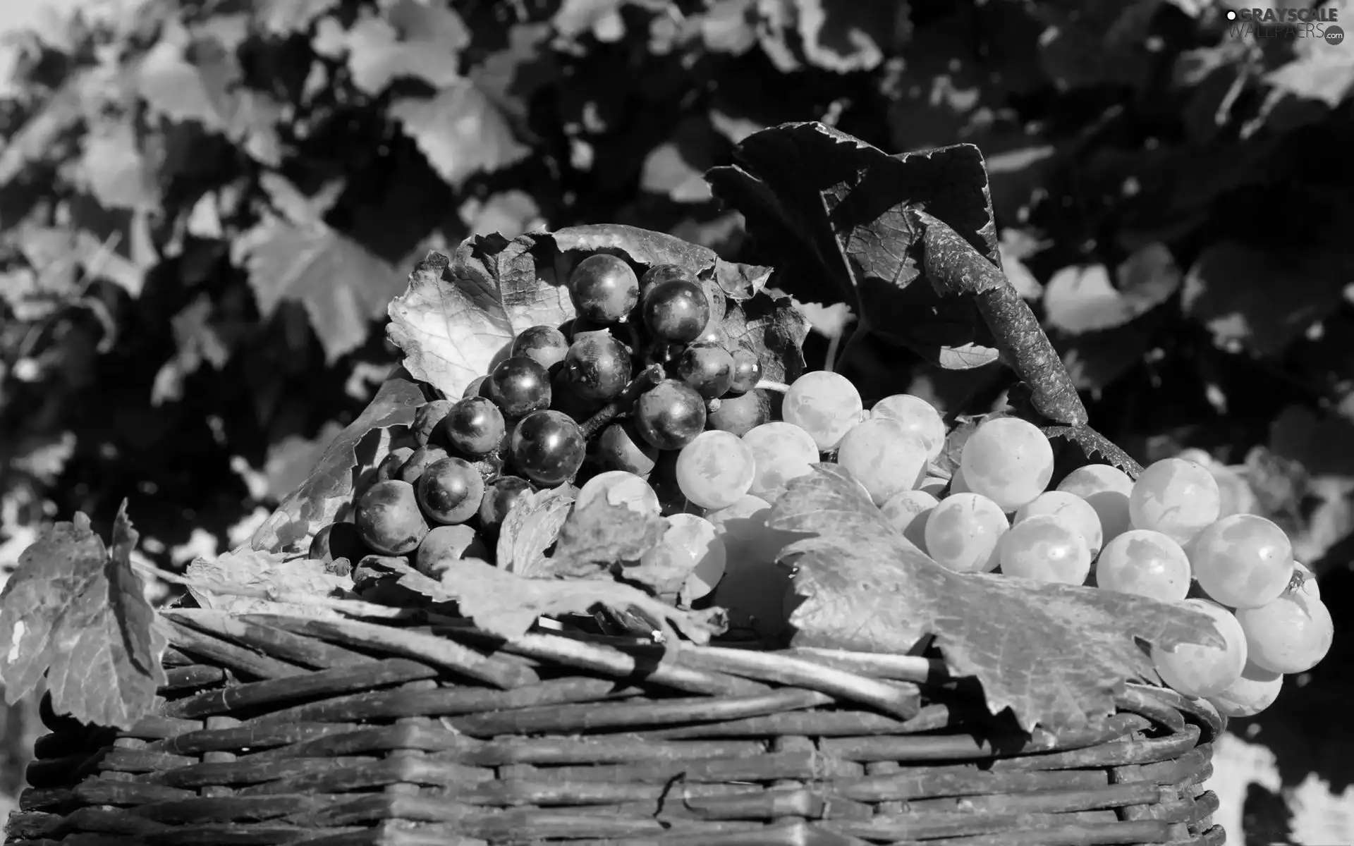 Grapes, basket, wicker