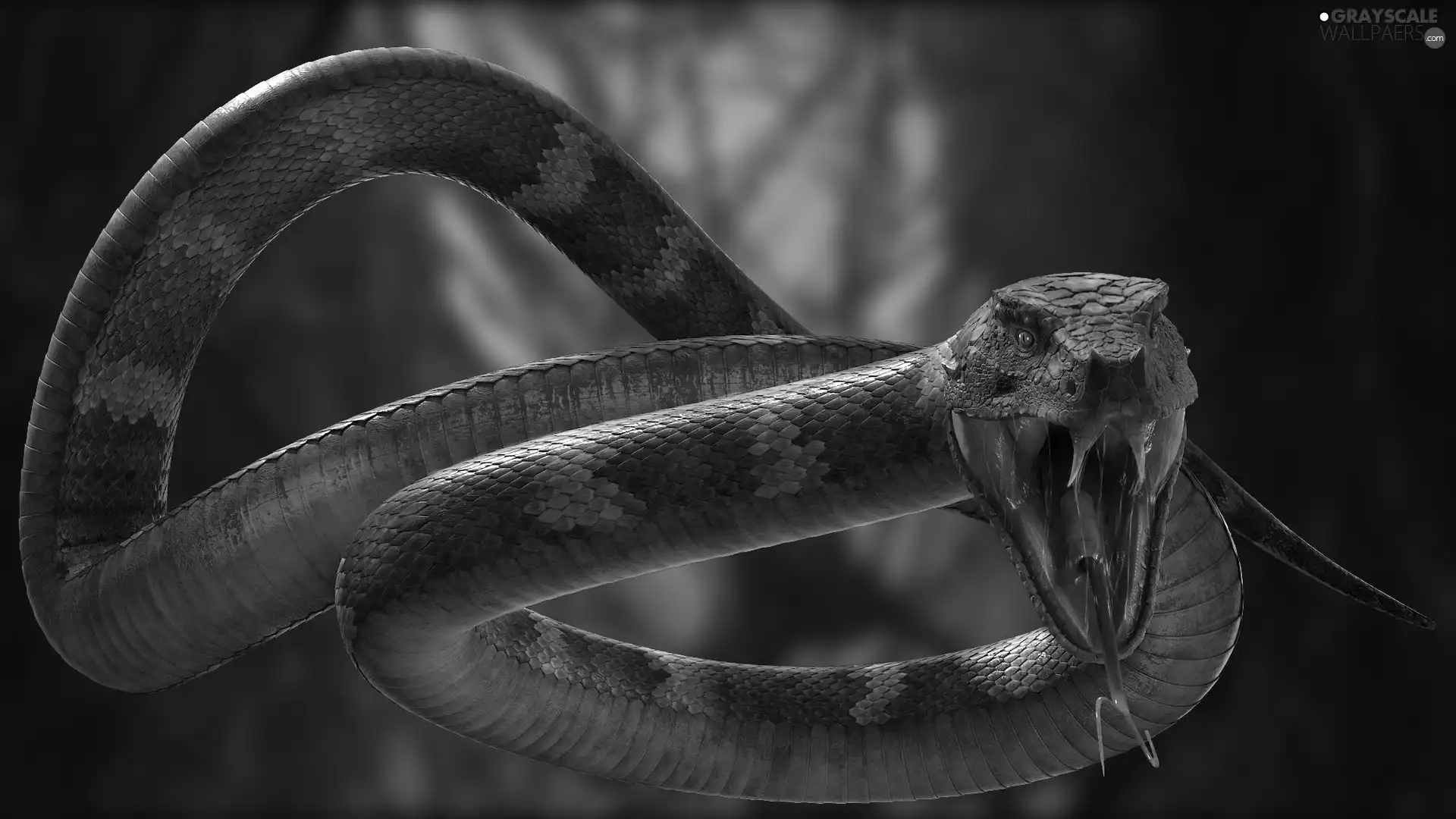 Snake, 2D Graphics