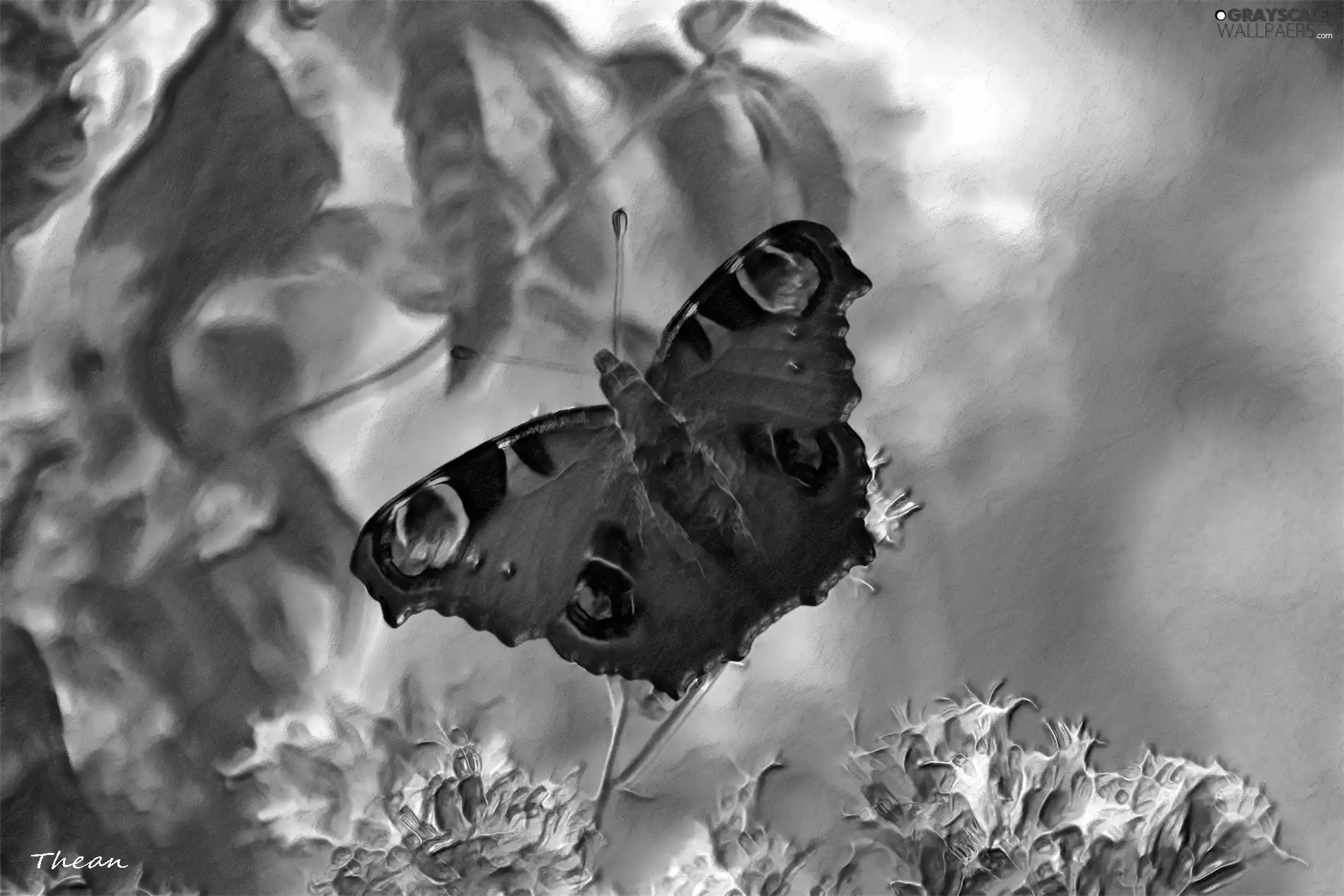 butterfly, graphics