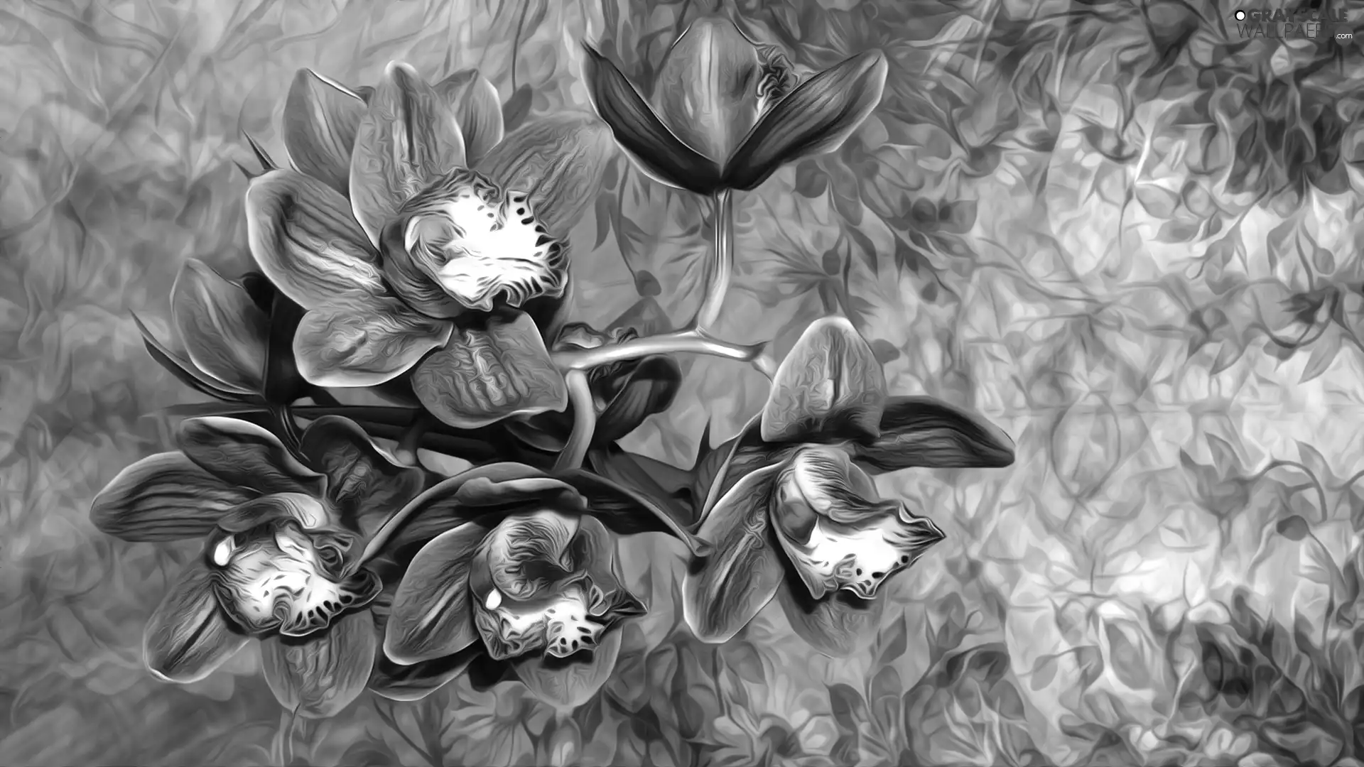 Flowers, graphics, Colorful Background, orchids