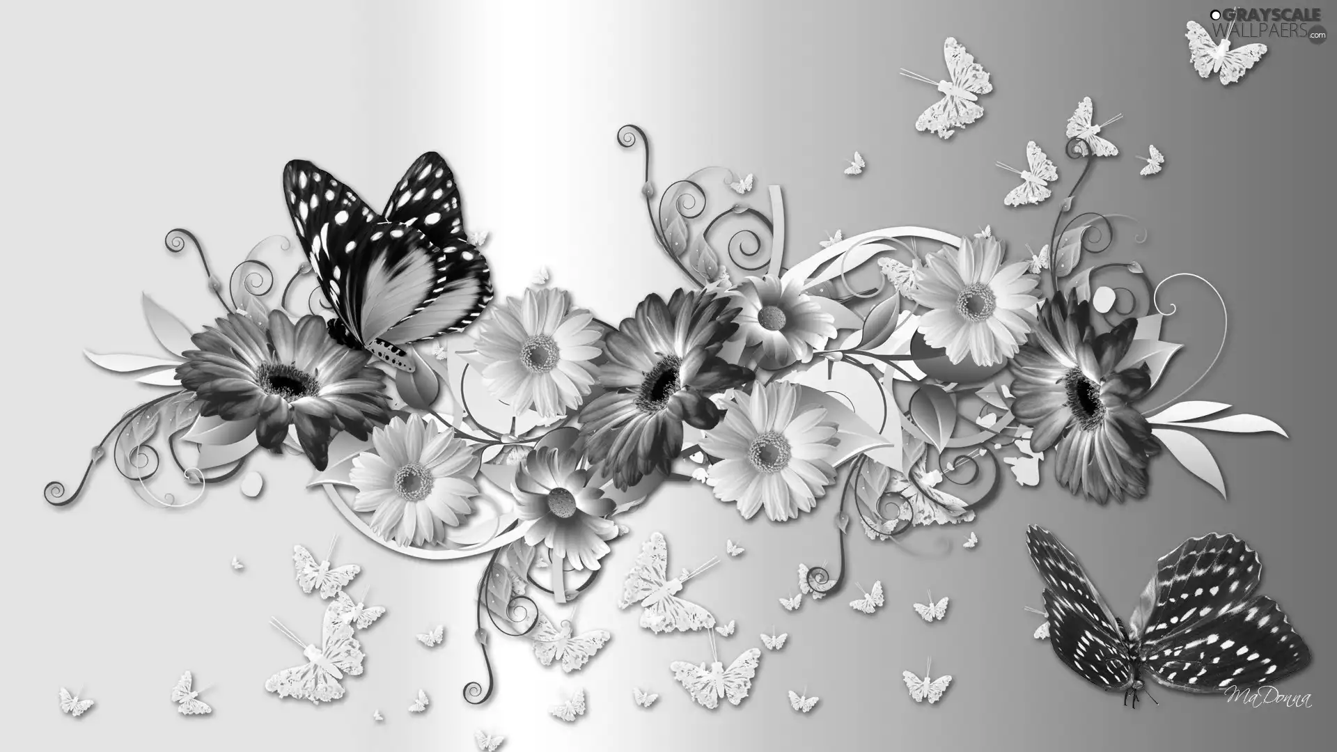 gerberas, White, graphics, Computer, butterflies, Red