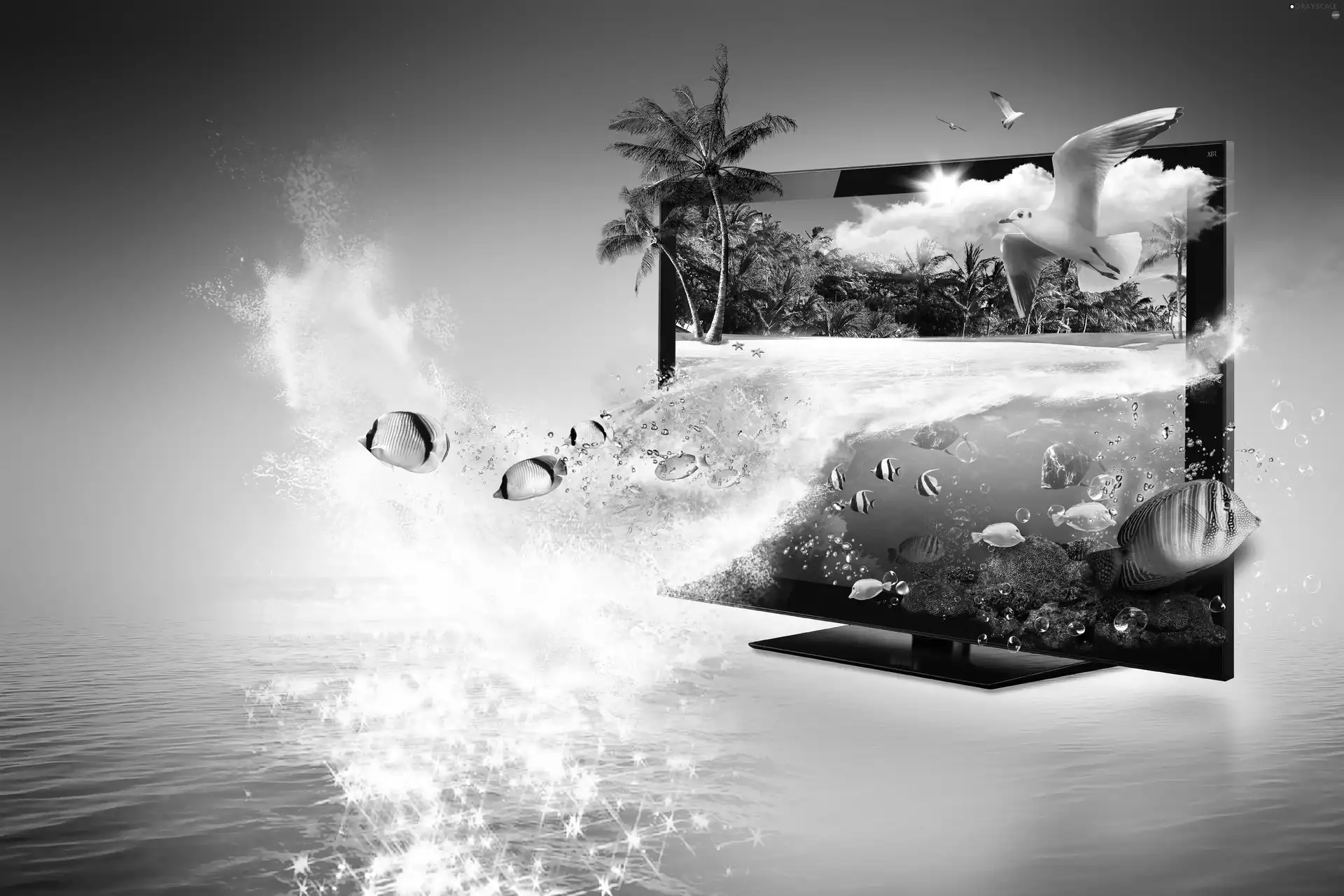 seagull, Ocean, graphics, Computer, fishes, monitor