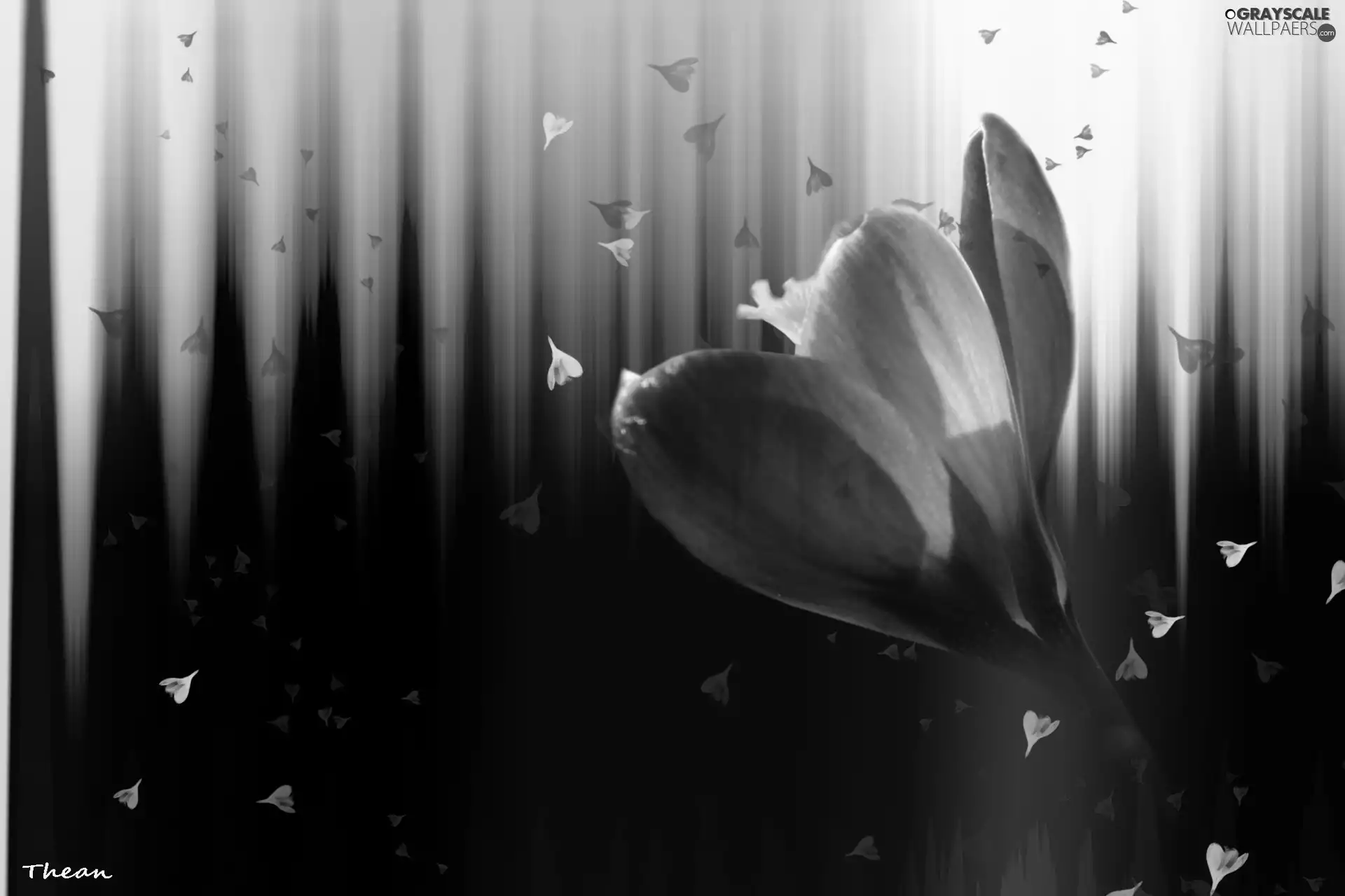 crocuses, rainbow, graphics, colors