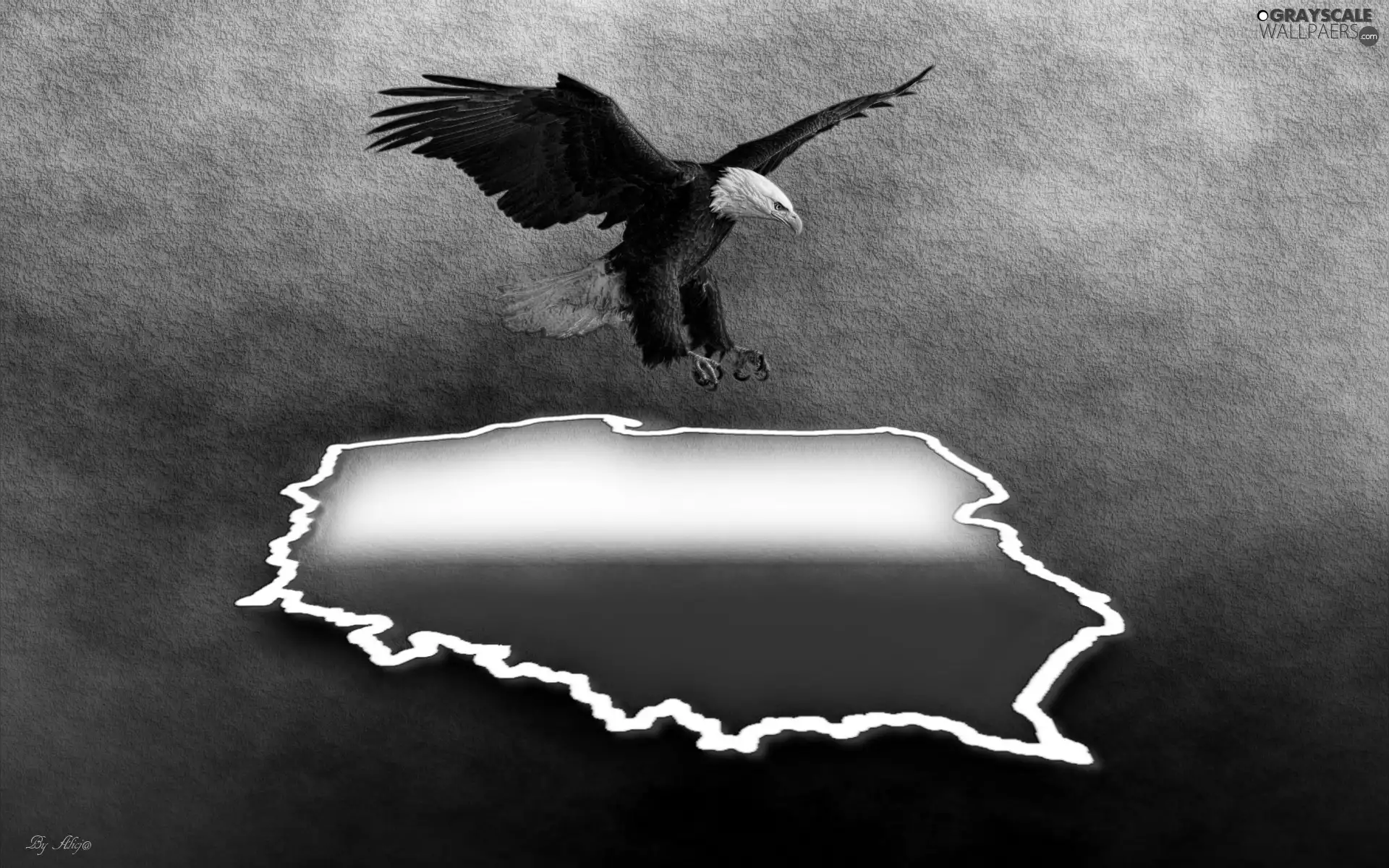 Purlieus, graphics, American Bald Eagle, Poland, eagle