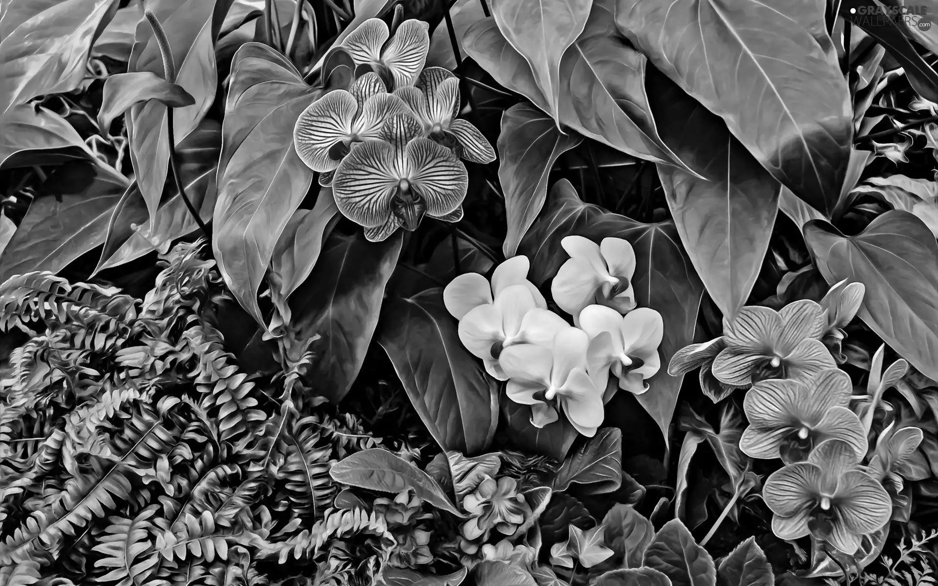 graphics, orchids, fern
