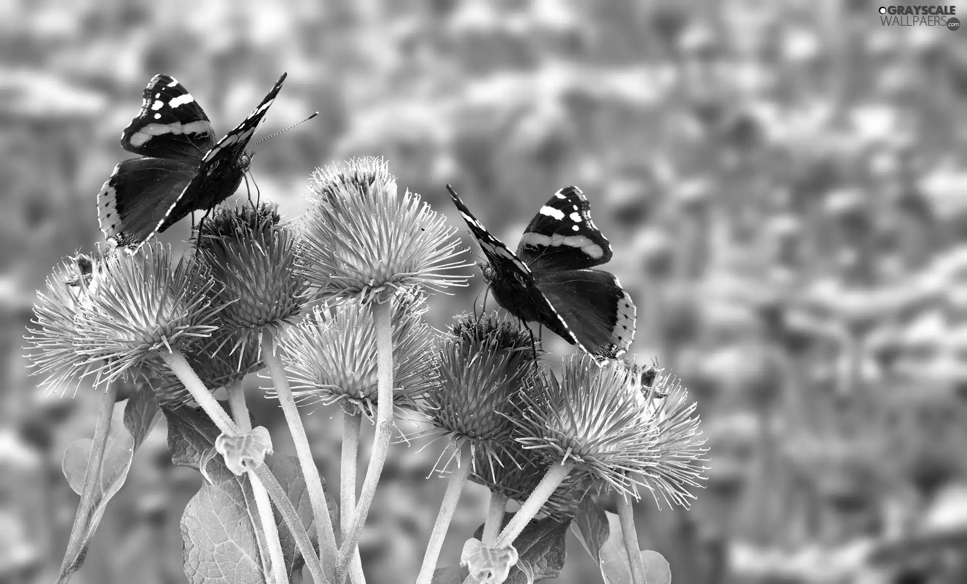 teasel, butterflies, Flowers, graphics, Meadow, Mermaid Admiral