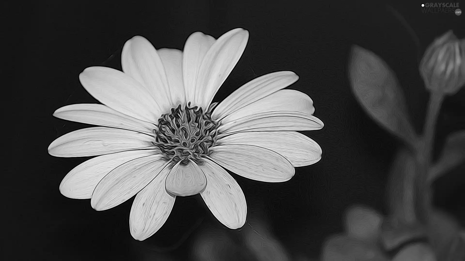 Yellow, African Daisy, graphics, Colourfull Flowers