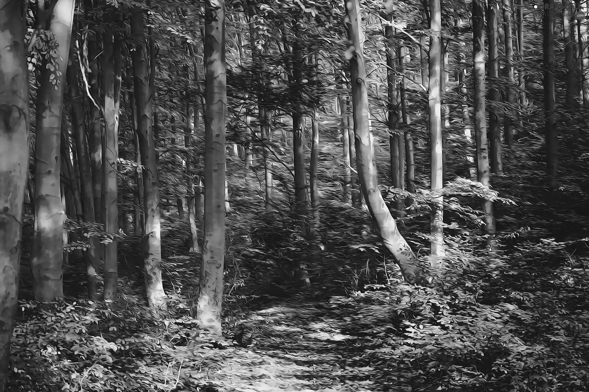 viewes, graphics, forest, trees, autumn