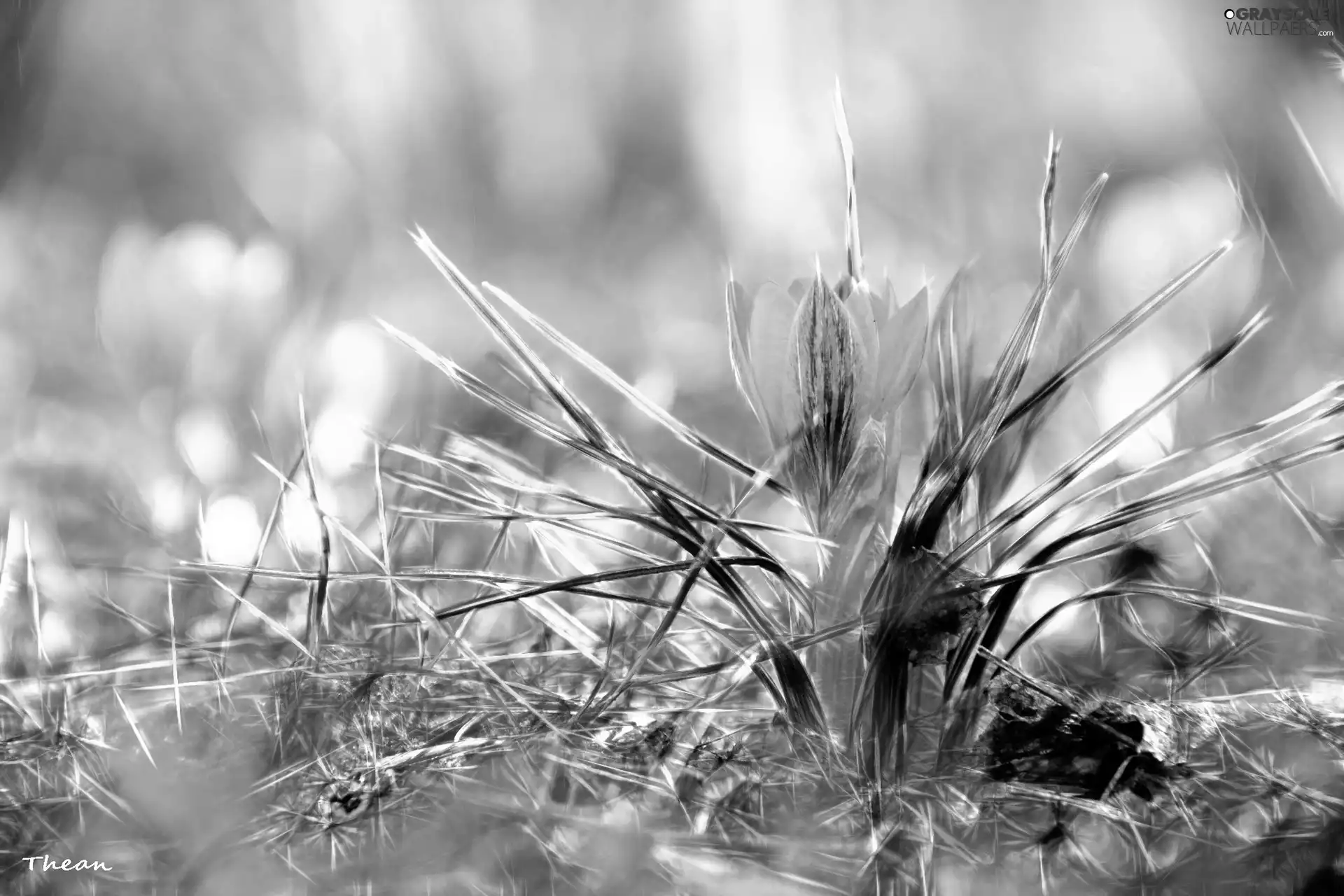 graphics, crocus, Fractalius