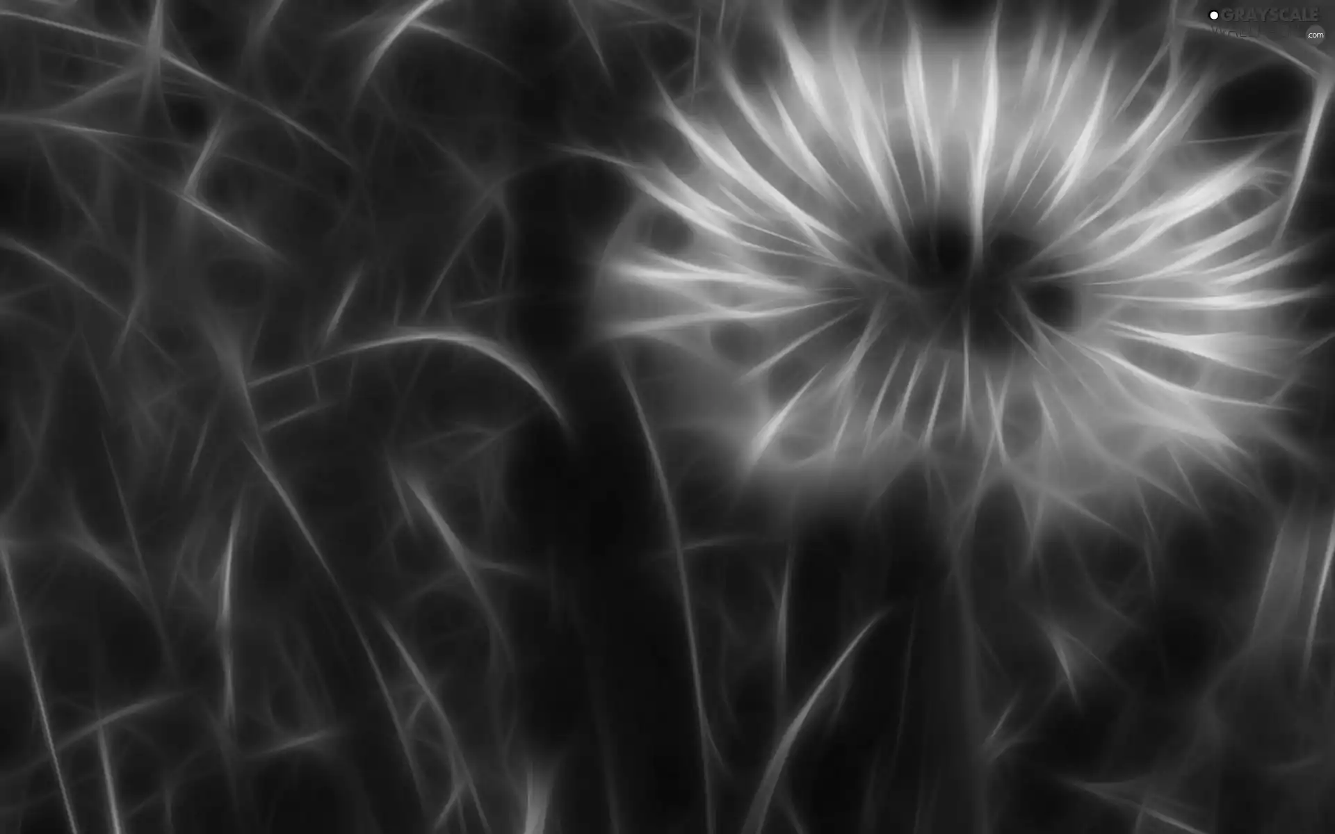 graphics, dandelion, grass