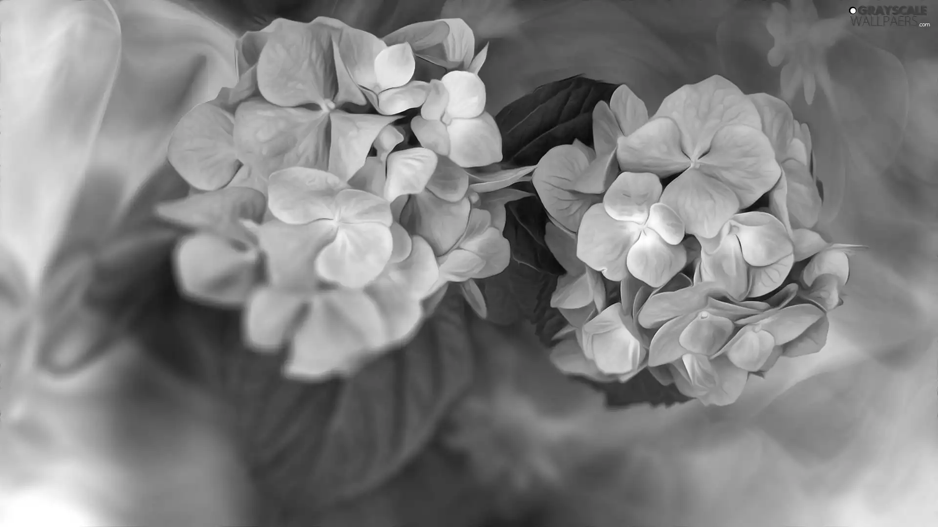 graphics, Flowers, hydrangeas