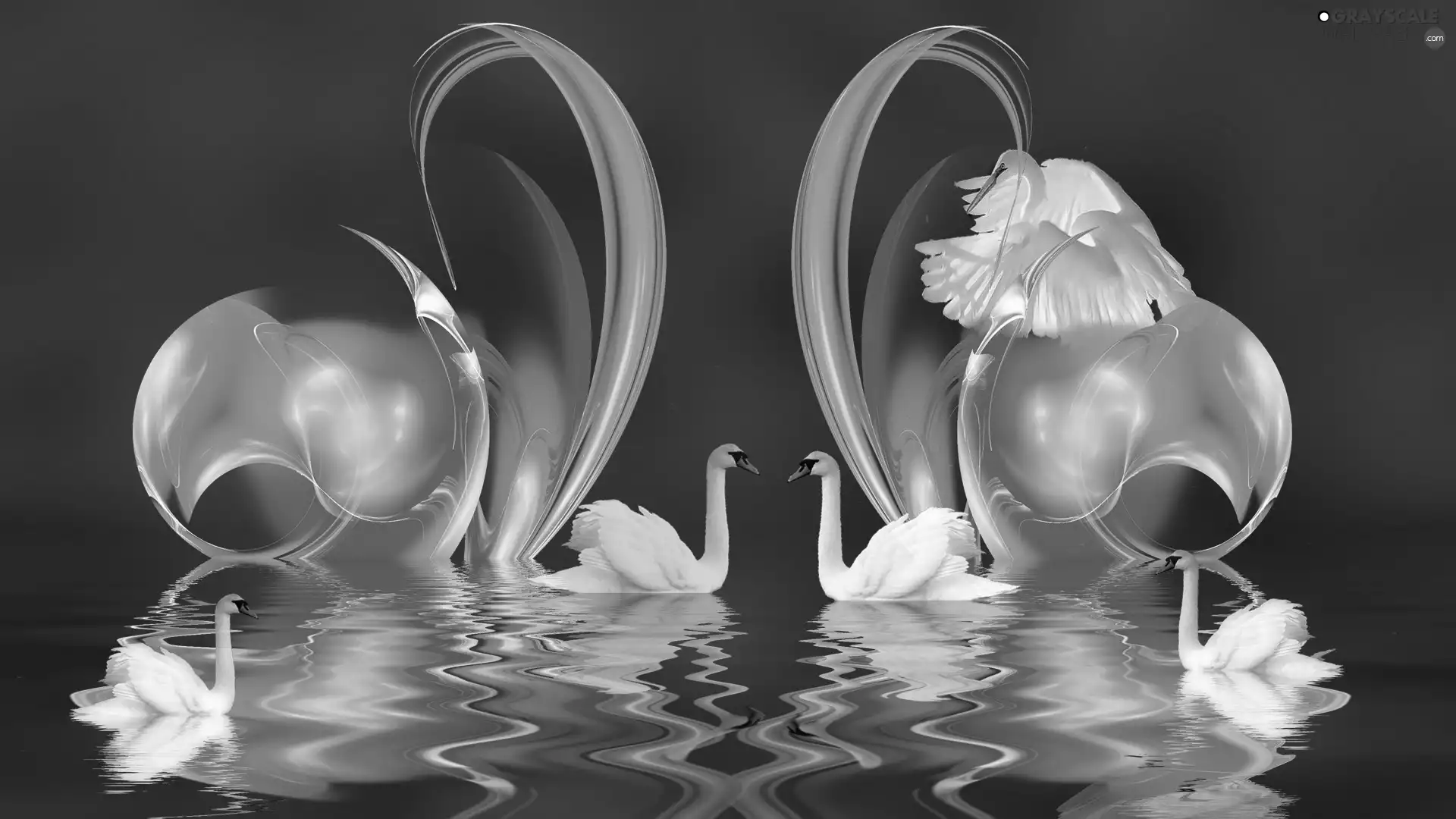 lake, Coloured, graphics, Swan