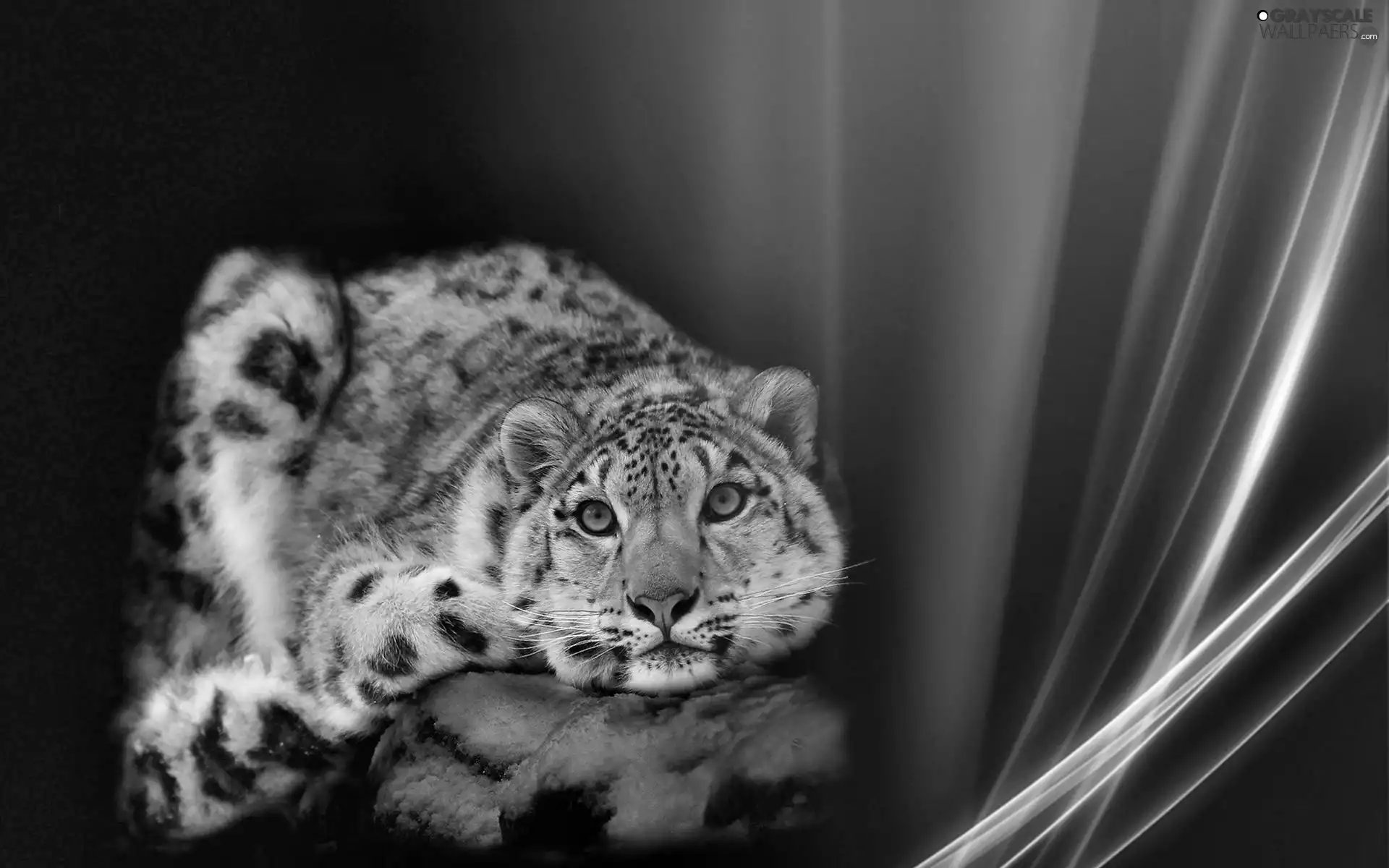 Leopards, Eyes, graphics, Blue