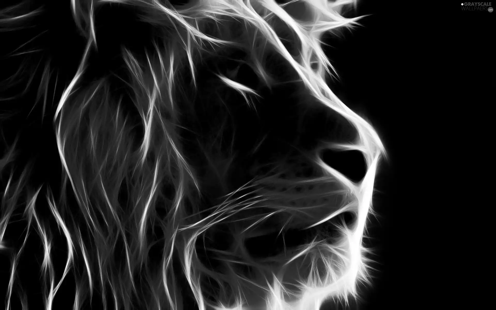 graphics, Lion, muzzle