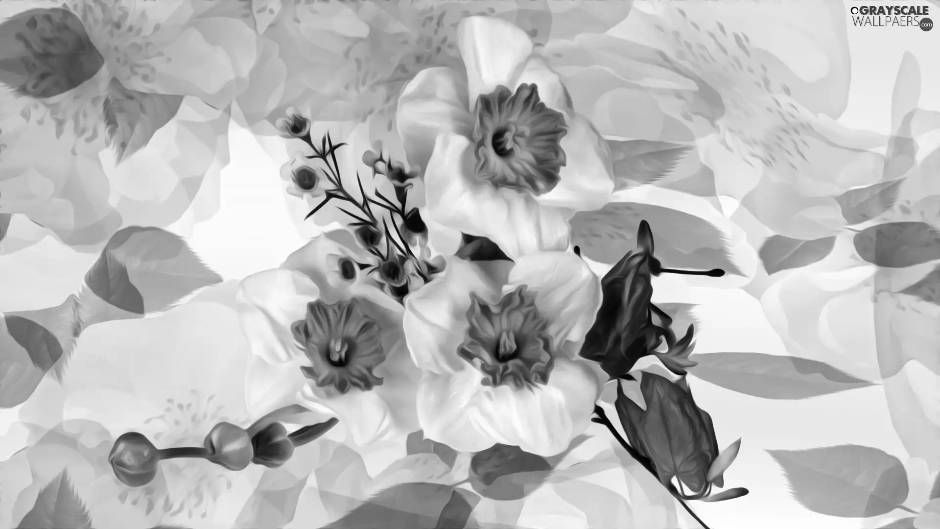 graphics, Flowers, narcissus